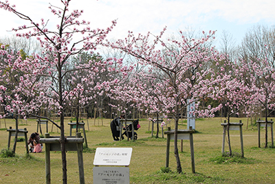アーモンドの森