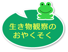 レンゲ 生き物図鑑 花博記念公園鶴見緑地