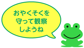 おやくそくを守って観察しようね