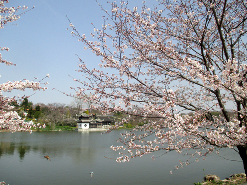 サクラ咲く ニュース 花博記念公園鶴見緑地 サクラ咲く ニュース 花博記念公園鶴見緑地