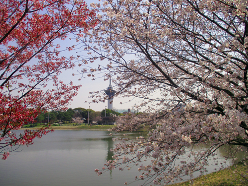 サクラ咲く ニュース 花博記念公園鶴見緑地
