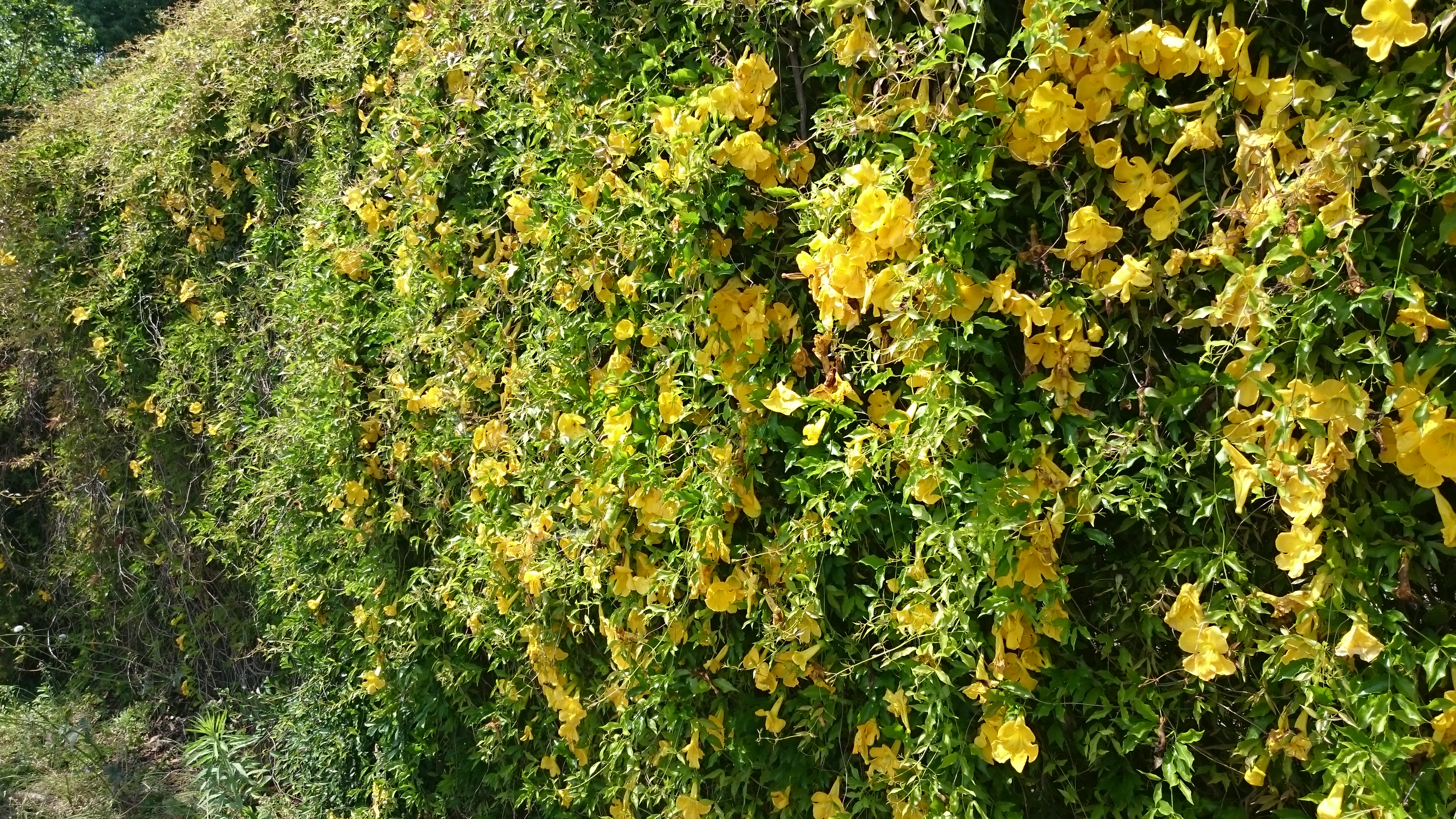 黄色い ネコノツメ 開花中 ニュース 花博記念公園鶴見緑地