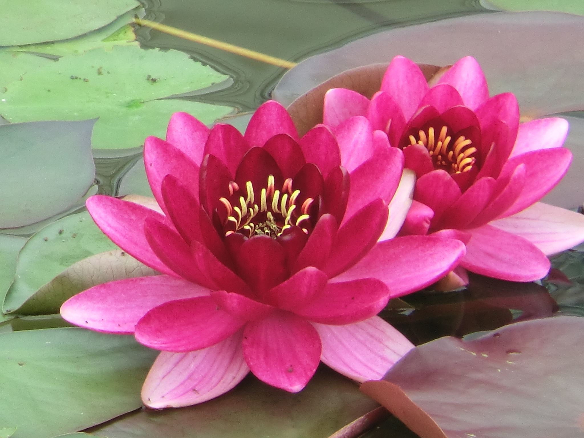 いろいろなスイレンの花 ニュース 花博記念公園鶴見緑地