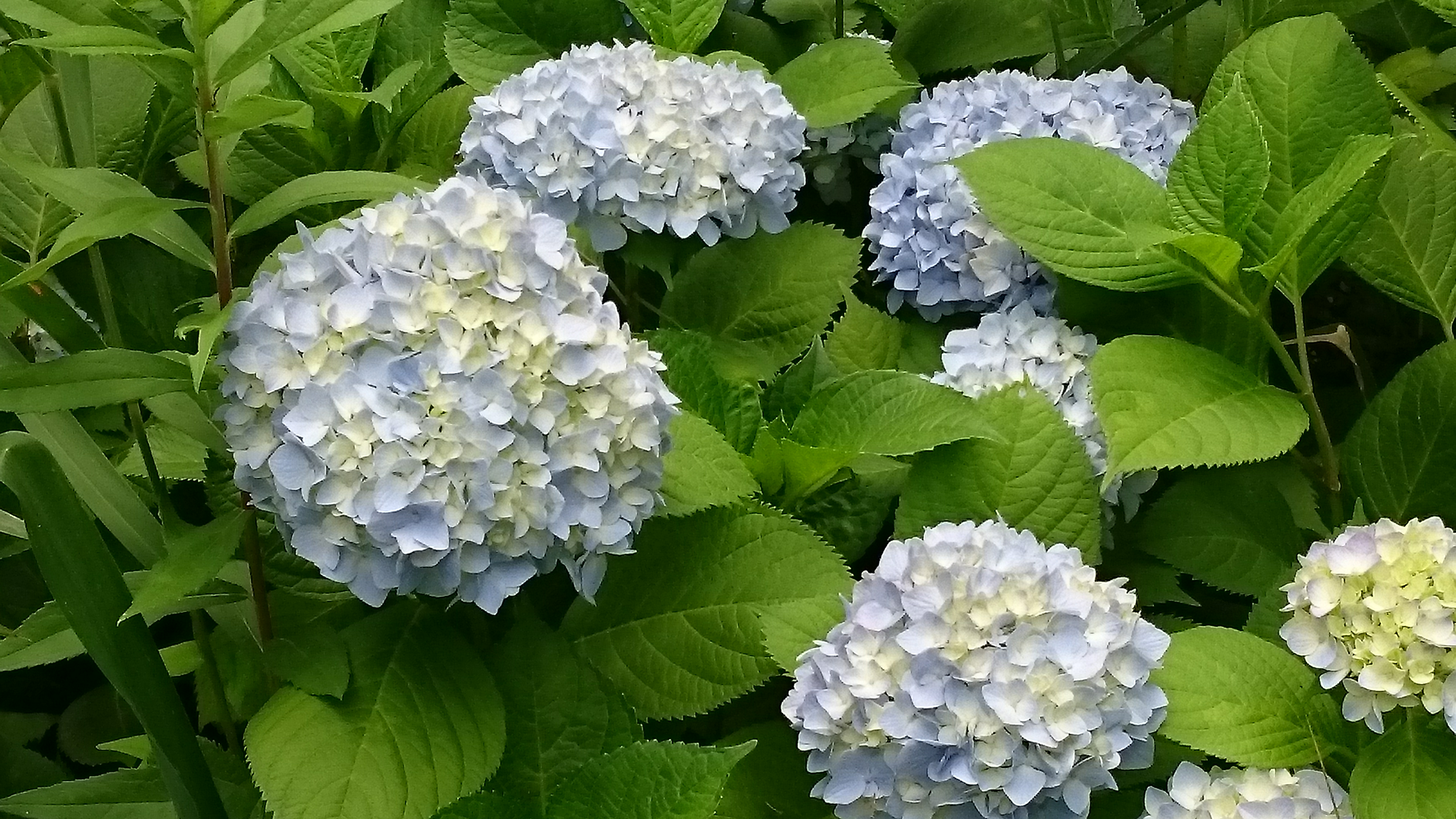 緑のせせらぎのアジサイが見頃を迎えています ニュース 花博記念公園鶴見緑地