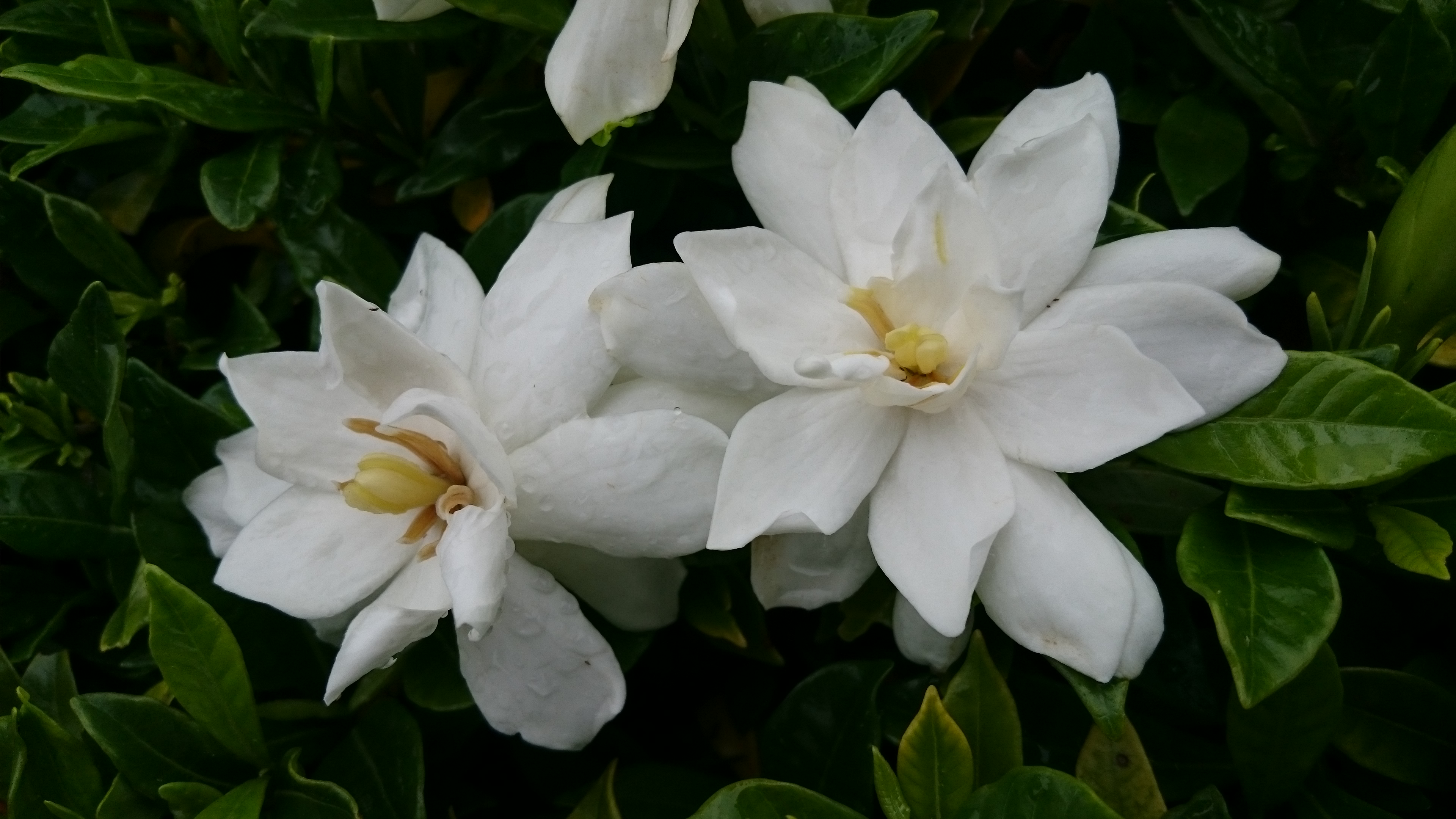 クチナシの花が咲き始めました ニュース 花博記念公園鶴見緑地