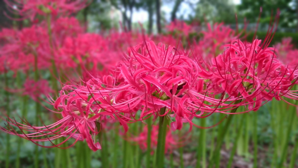 各色のリコリス ヒガンバナ が見頃です ニュース 花博記念公園鶴見緑地