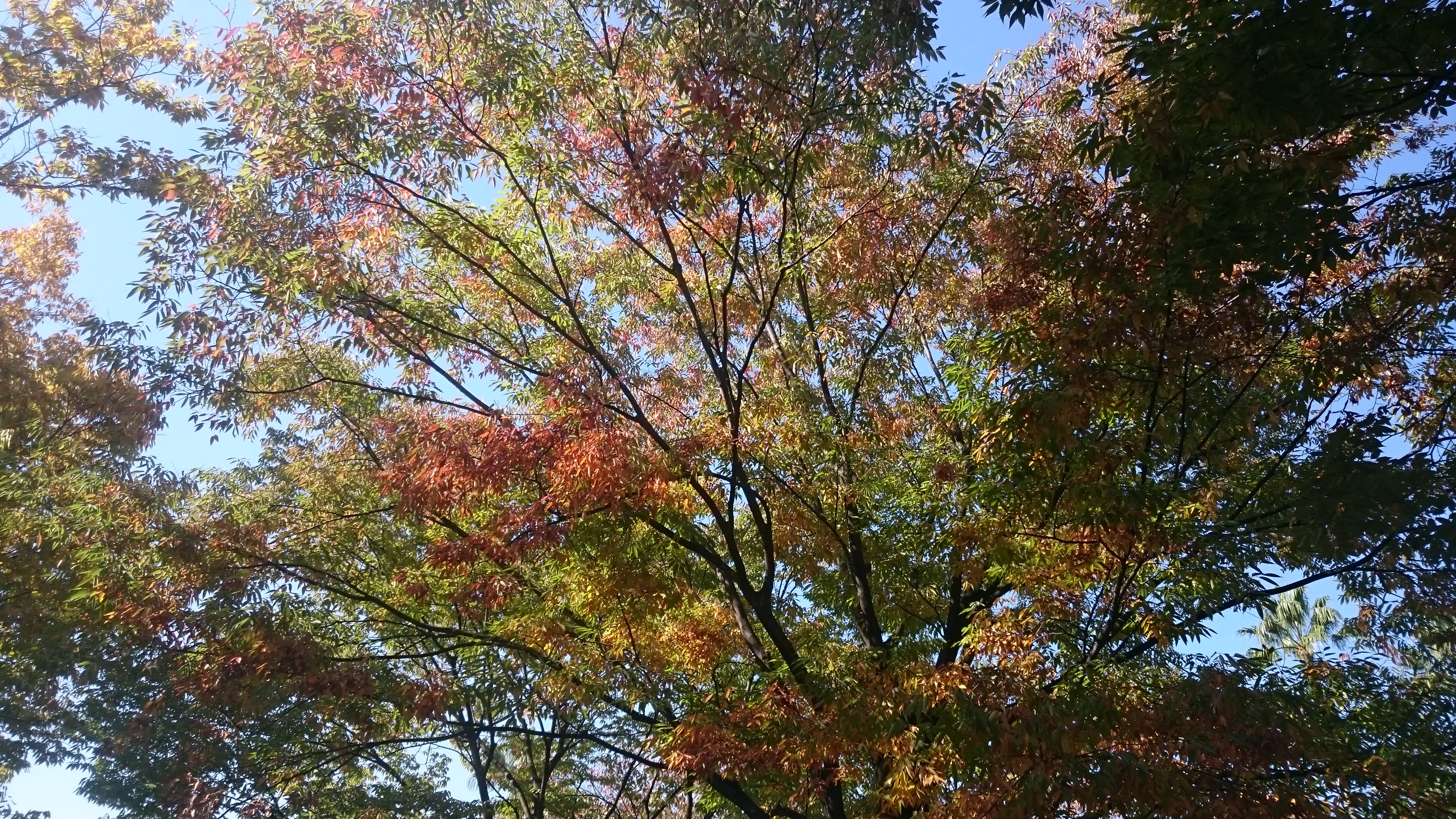 園内の樹木の紅葉が始まっています ニュース 花博記念公園鶴見緑地 園内の樹木の紅葉が始まっています ニュース 花博記念公園鶴見緑地