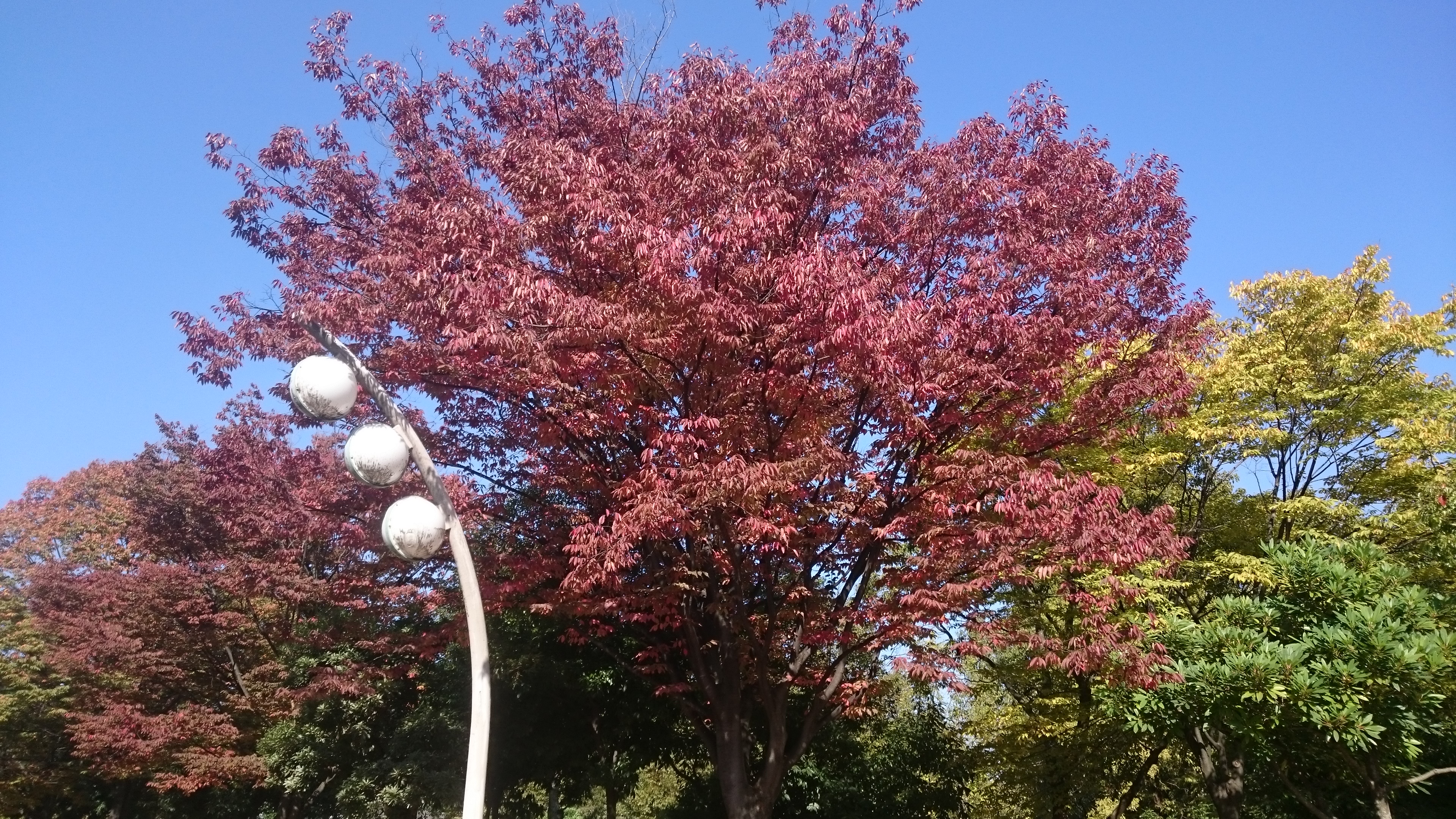 園内の樹木の紅葉が始まっています ニュース 花博記念公園鶴見緑地 園内の樹木の紅葉が始まっています ニュース 花博記念公園鶴見緑地