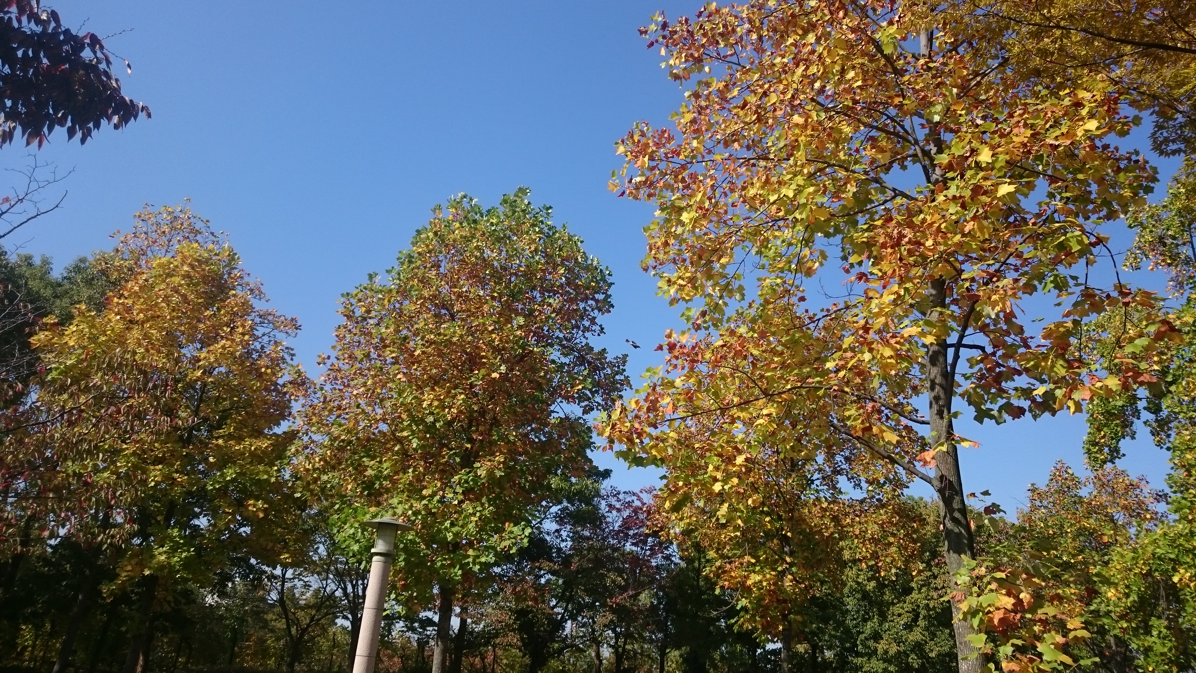 園内の樹木の紅葉が始まっています ニュース 花博記念公園鶴見緑地 園内の樹木の紅葉が始まっています ニュース 花博記念公園鶴見緑地