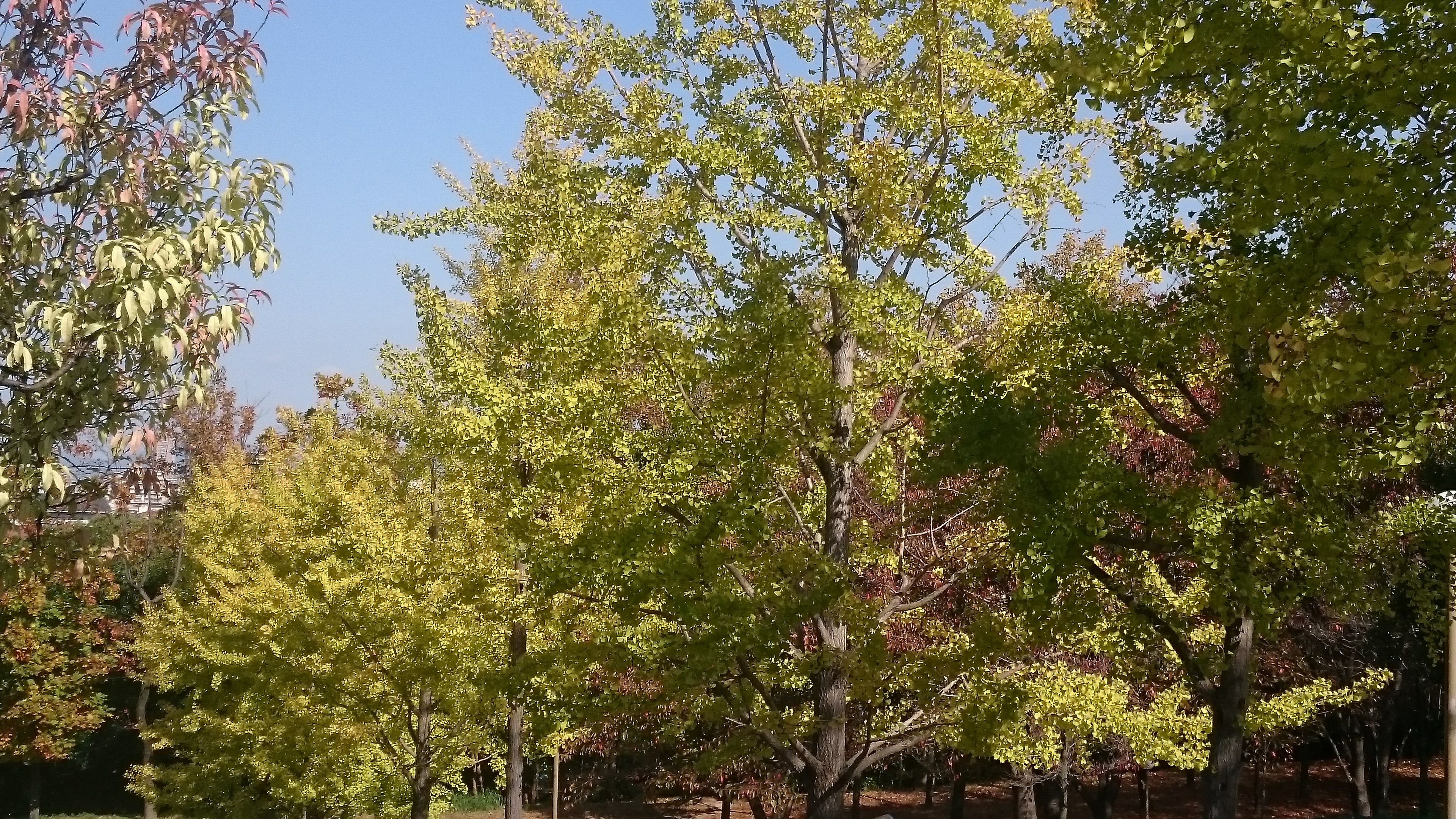 園内の樹木の紅葉が始まっています ニュース 花博記念公園鶴見緑地 園内の樹木の紅葉が始まっています ニュース 花博記念公園鶴見緑地