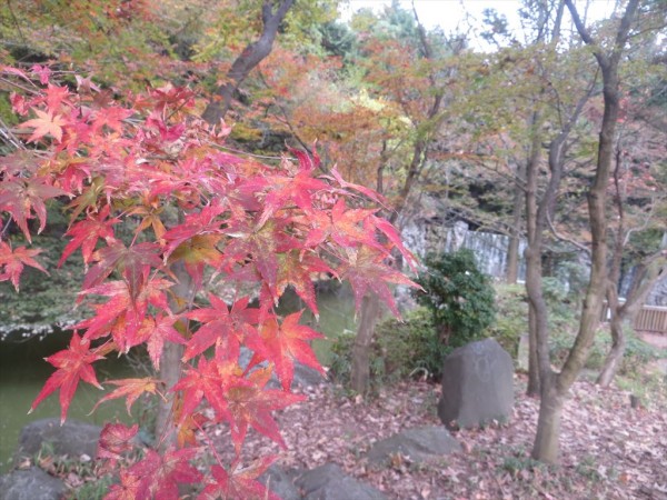 11月22日 モミジ紅葉情報 ニュース 花博記念公園鶴見緑地 11月22日 モミジ紅葉情報 ニュース 花博記念公園鶴見緑地