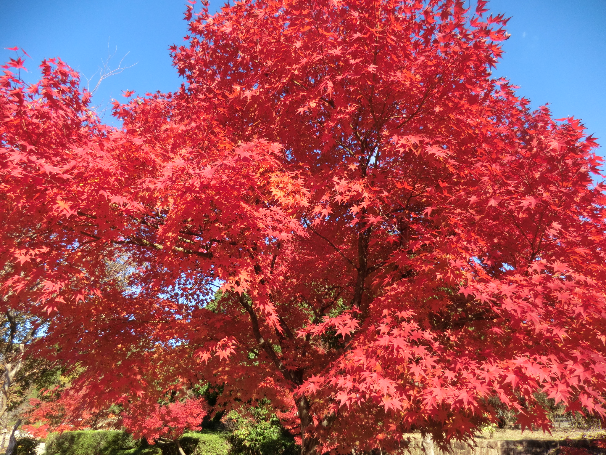 モミジの紅葉が見頃です ニュース 花博記念公園鶴見緑地