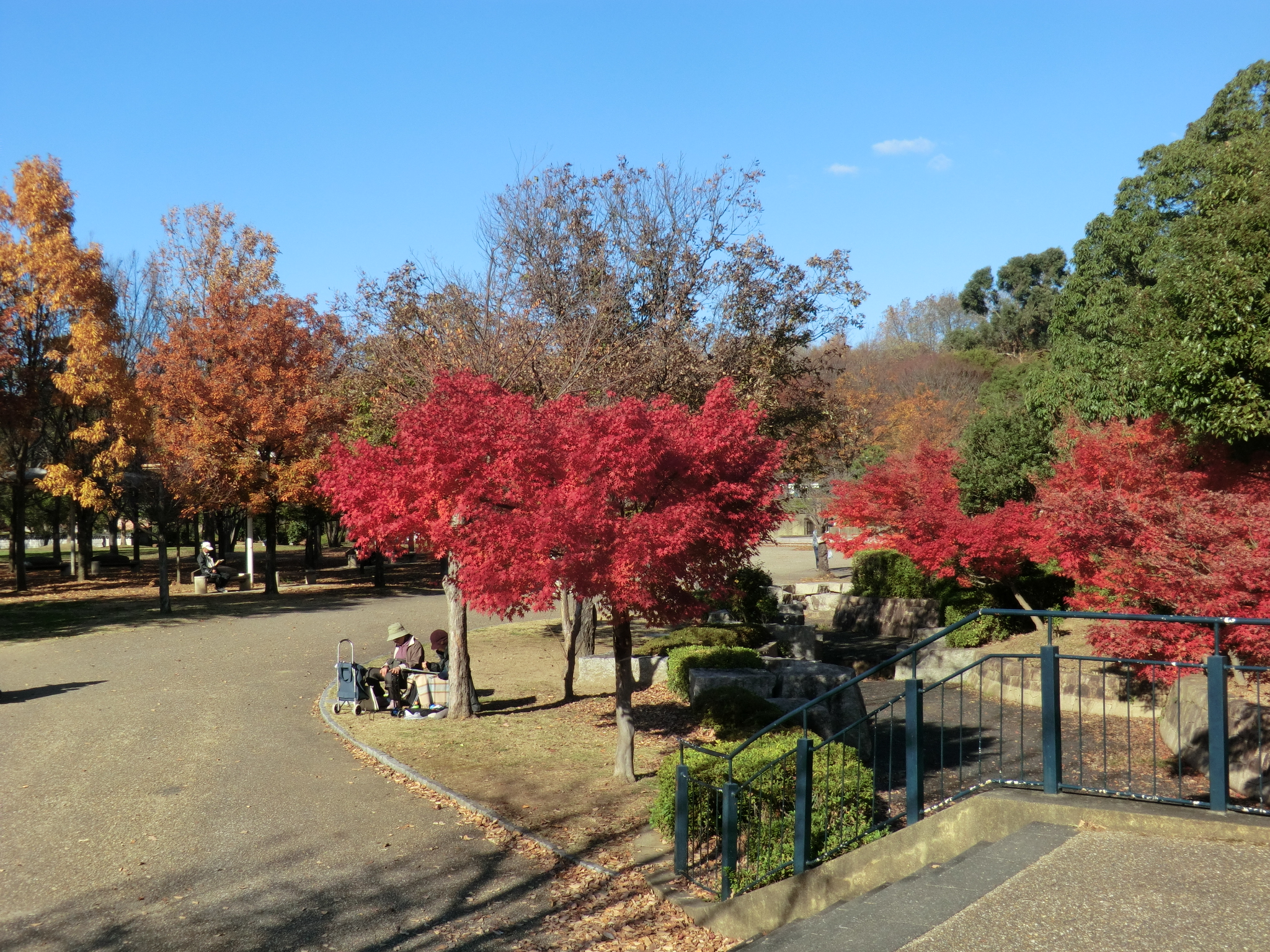 モミジの紅葉が見頃です ニュース 花博記念公園鶴見緑地 モミジの紅葉が見頃です ニュース 花博記念公園鶴見緑地