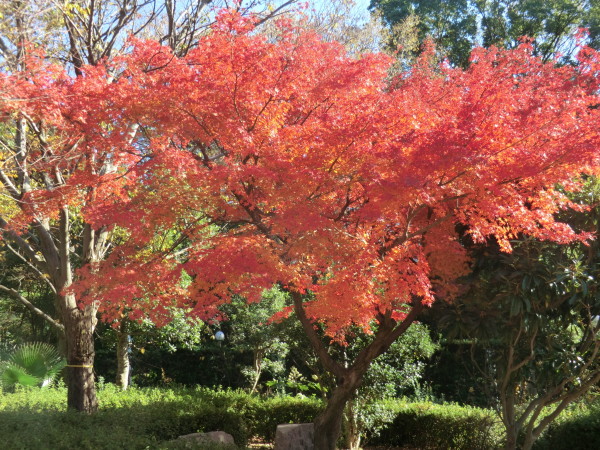 モミジの紅葉が見頃です ニュース 花博記念公園鶴見緑地