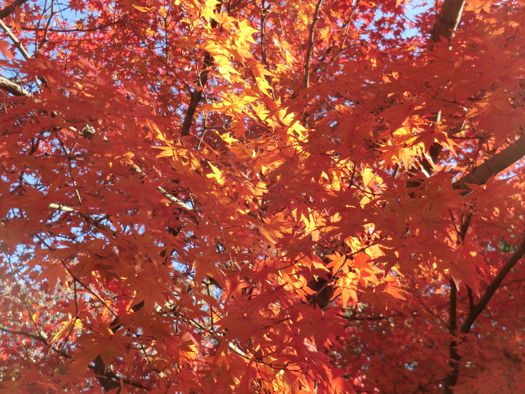 モミジの紅葉が見頃です ニュース 花博記念公園鶴見緑地 モミジの紅葉が見頃です ニュース 花博記念公園鶴見緑地