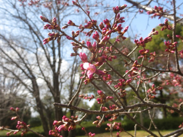 おかめ桜が咲き始めました ニュース 花博記念公園鶴見緑地 おかめ桜が咲き始めました ニュース 花博記念公園鶴見緑地