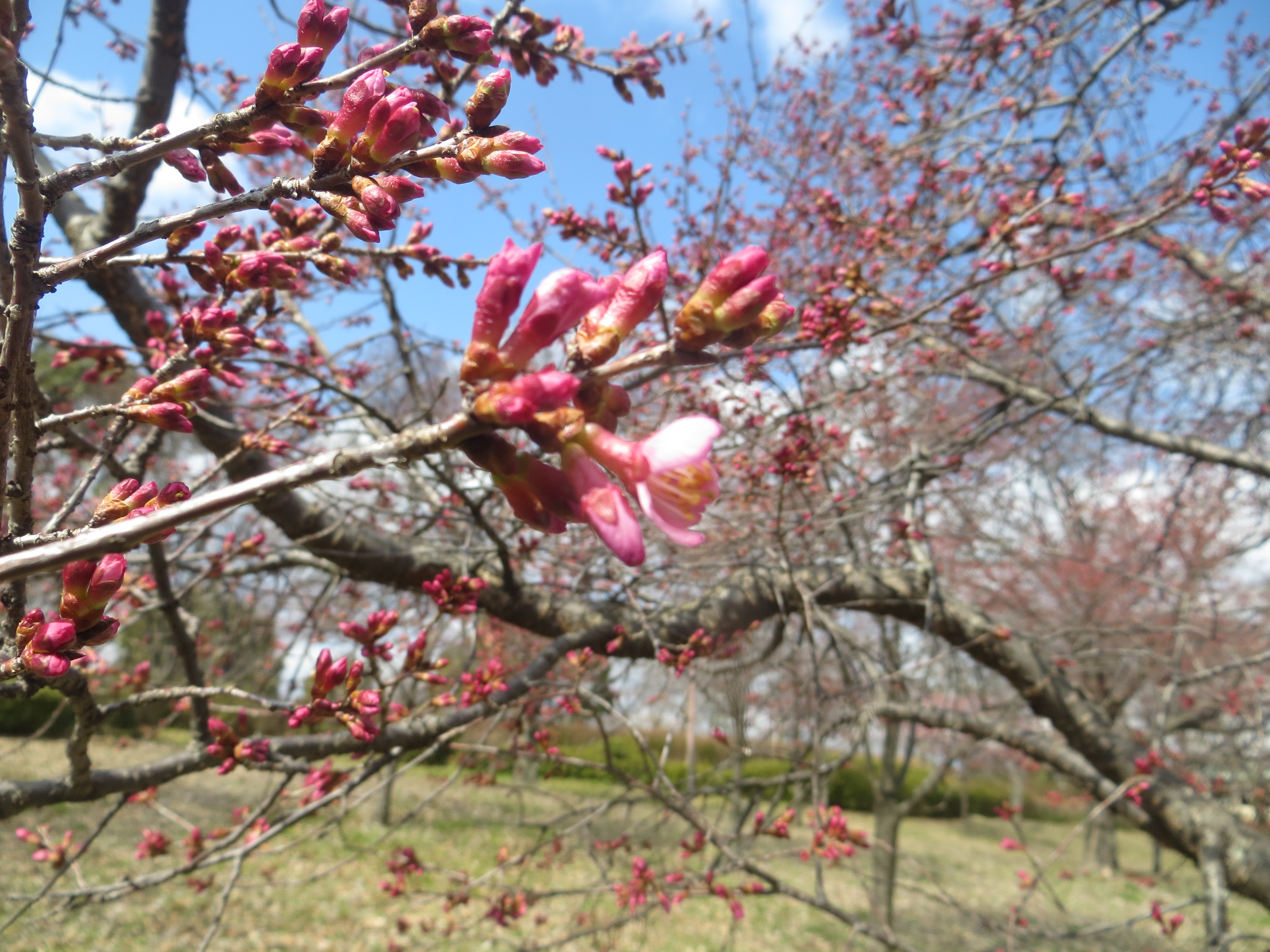 おかめ桜が咲き始めました ニュース 花博記念公園鶴見緑地 おかめ桜が咲き始めました ニュース 花博記念公園鶴見緑地