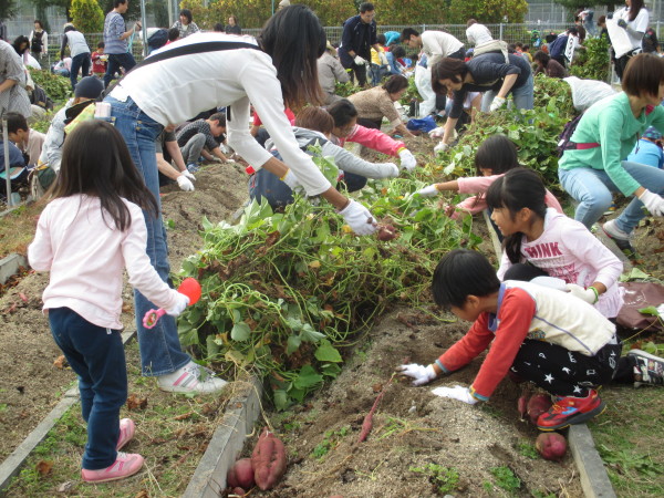 農事体験 さつまいも苗植え いも掘りプロジェクト 参加者大募集 イベント 花博記念公園鶴見緑地