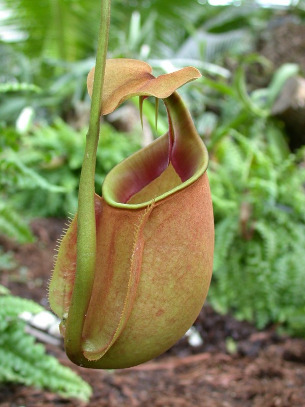 虫を食べる植物展 7月5日 火 9月10日 土 イベント 花博記念公園鶴見緑地 虫を食べる植物展 7月5日 火 9月10日 土 イベント 花博記念公園鶴見緑地