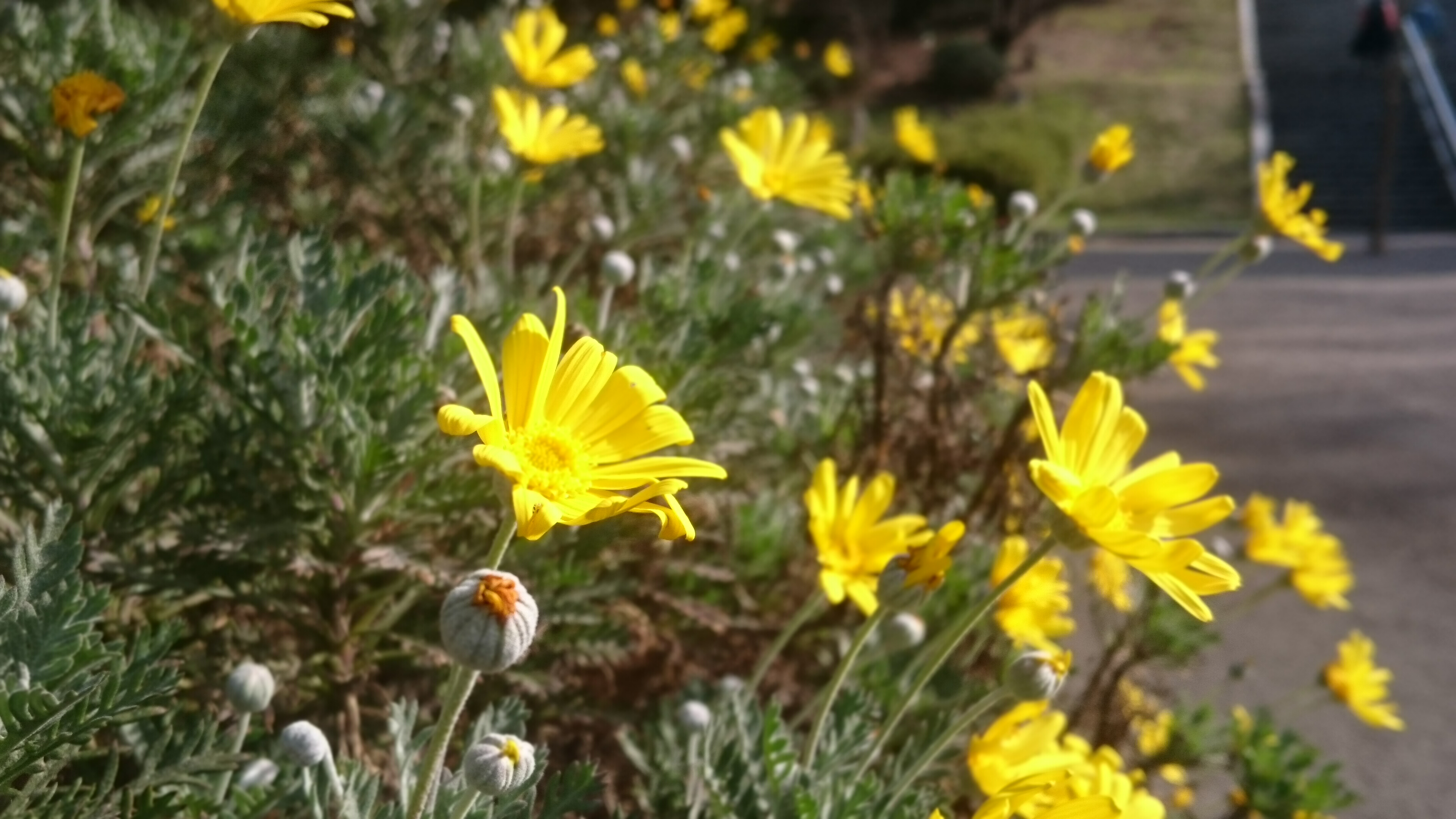 ユリオプスデージー 生き物図鑑 花博記念公園鶴見緑地