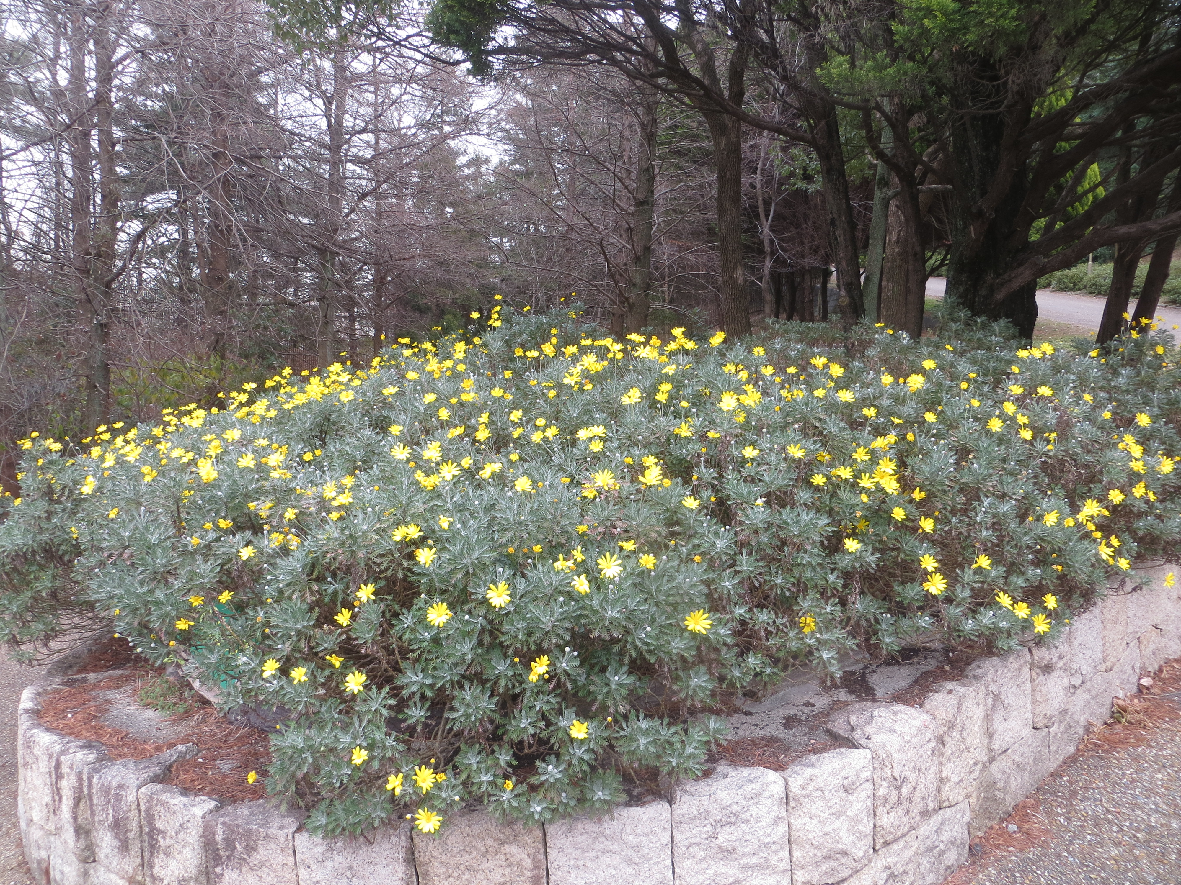 ユリオプスデージー 生き物図鑑 花博記念公園鶴見緑地