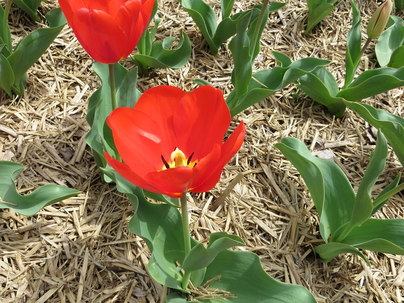チューリップ 花博記念公園鶴見緑地 チューリップ 花博記念公園鶴見緑地