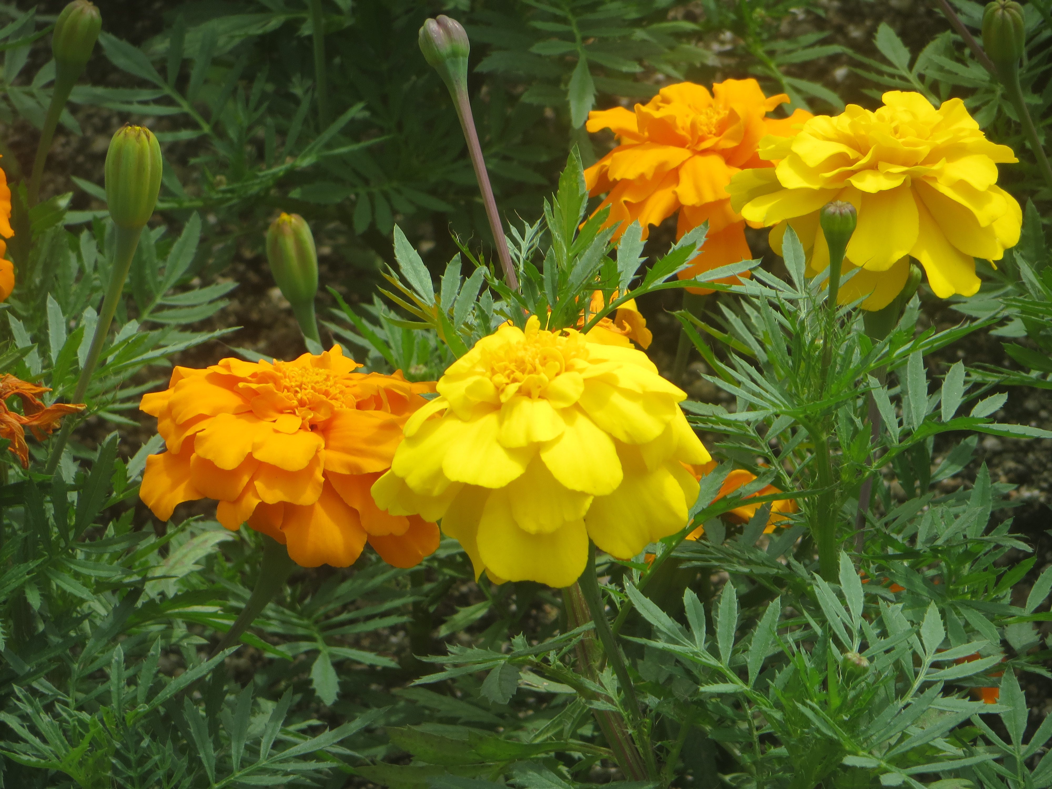 マリーゴールド 花博記念公園鶴見緑地