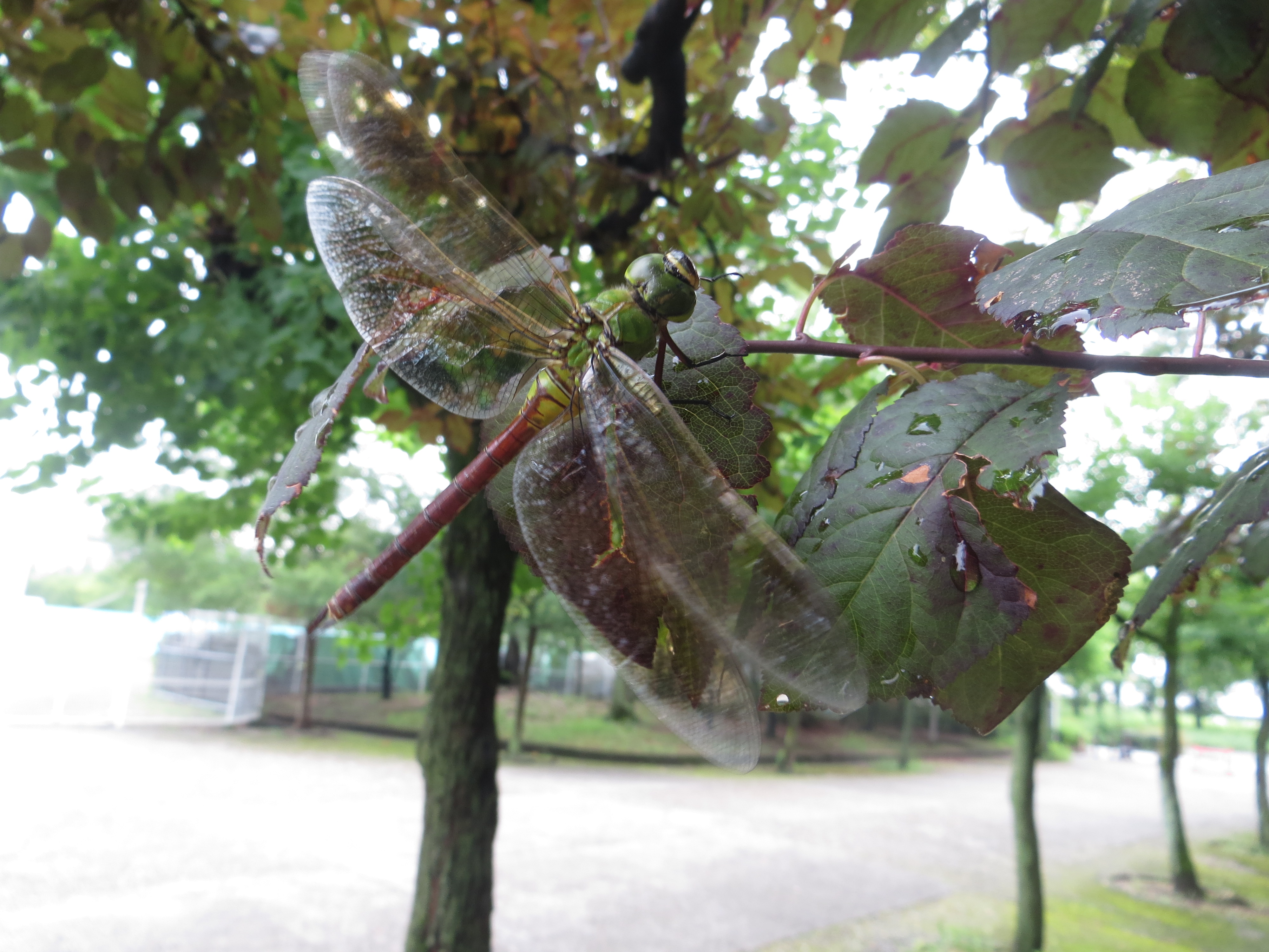 ギンヤンマ 生き物図鑑 花博記念公園鶴見緑地