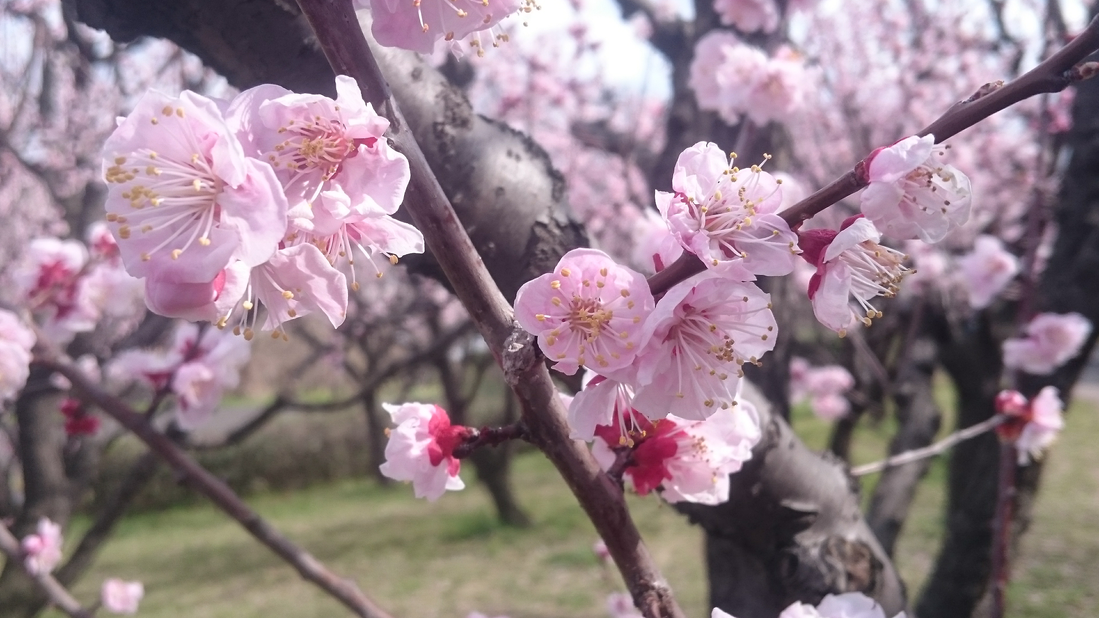 アンズ 花博記念公園鶴見緑地