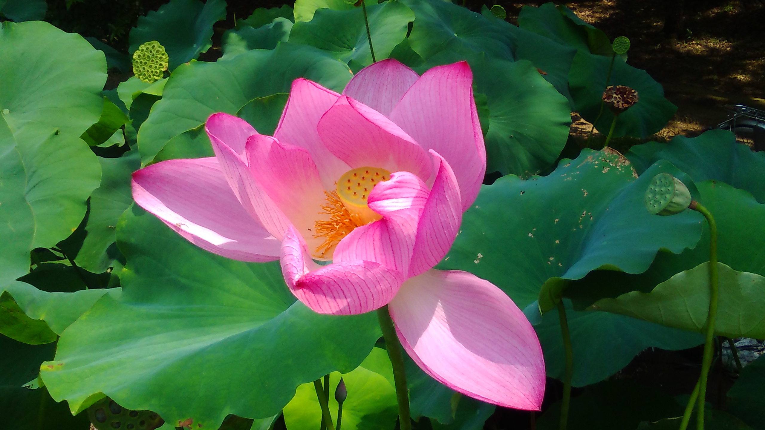 ハス 生き物図鑑 花博記念公園鶴見緑地