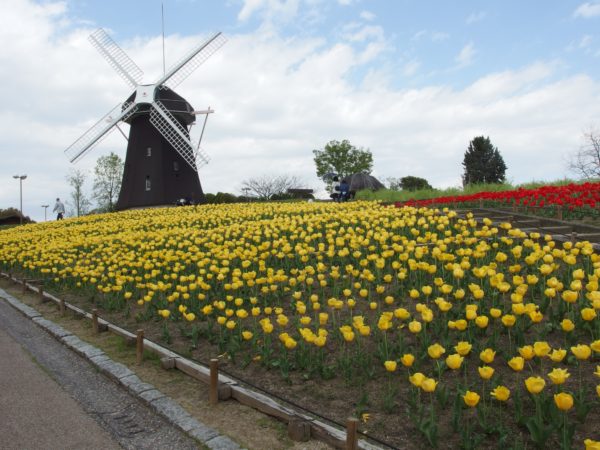 お知らせ 風車の丘のチューリップについて ニュース 花博記念公園鶴見緑地 お知らせ 風車の丘のチューリップについて ニュース 花博記念公園鶴見緑地