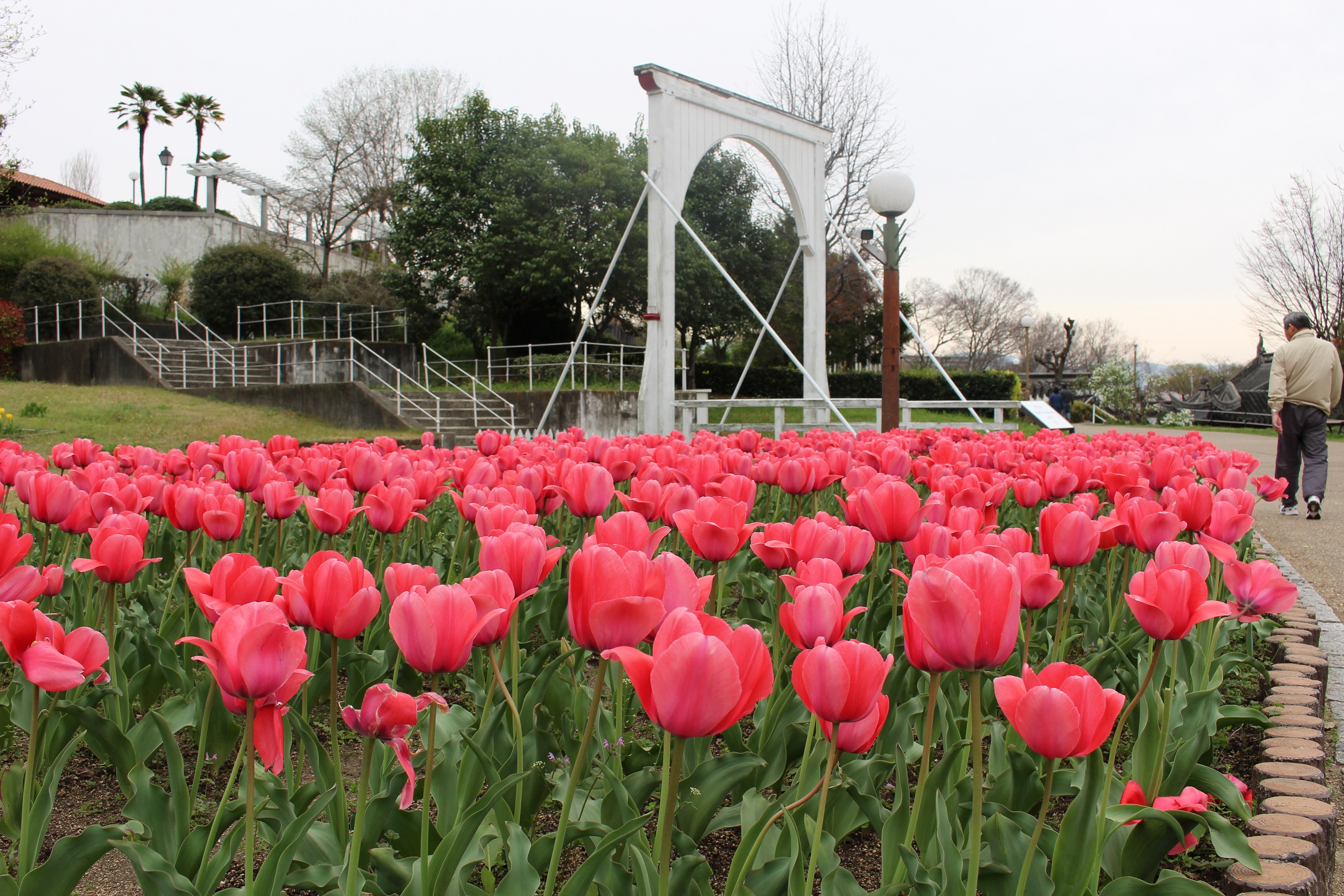 4月10日 月 開花情報 ニュース 花博記念公園鶴見緑地 4月10日 月 開花情報 ニュース 花博記念公園鶴見緑地