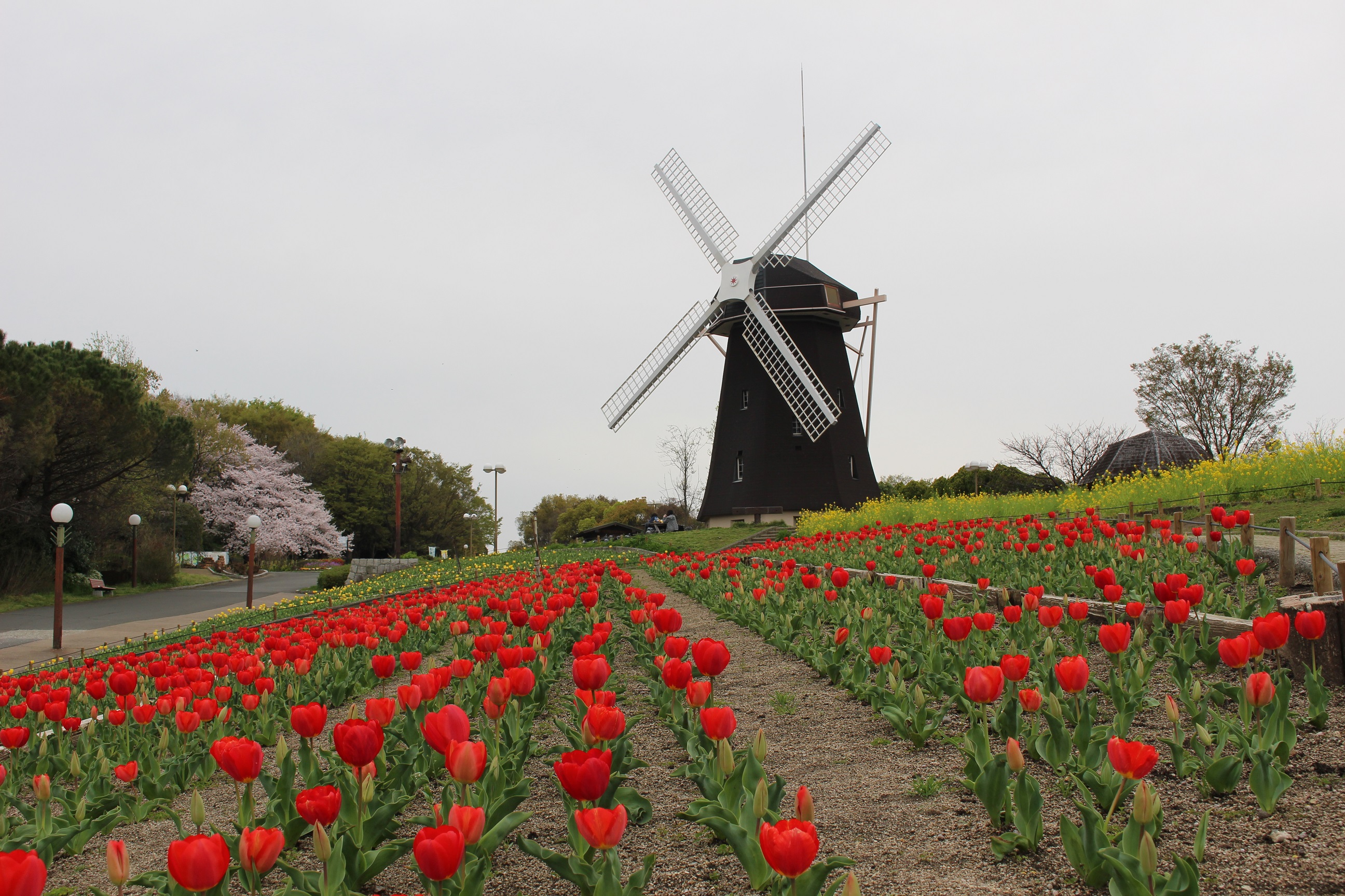 4月10日 月 開花情報 ニュース 花博記念公園鶴見緑地 4月10日 月 開花情報 ニュース 花博記念公園鶴見緑地