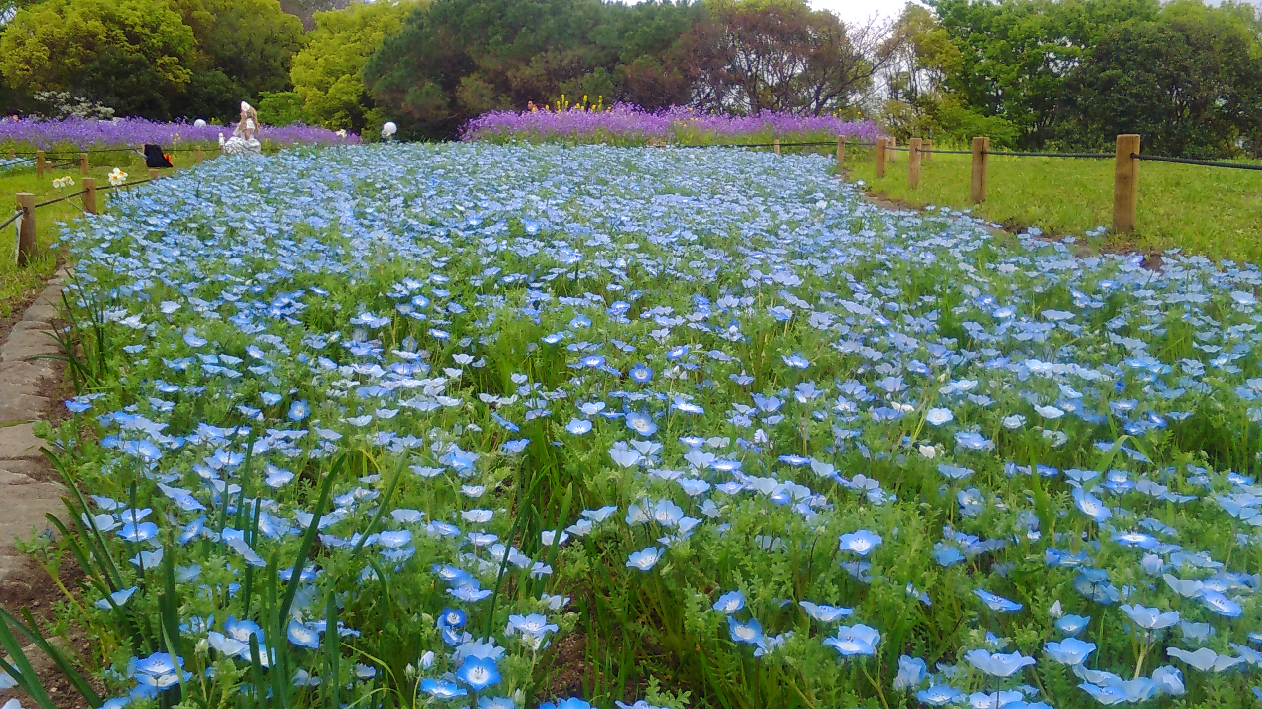 4月19日 水 開花情報 ニュース 花博記念公園鶴見緑地 4月19日 水 開花情報 ニュース 花博記念公園鶴見緑地