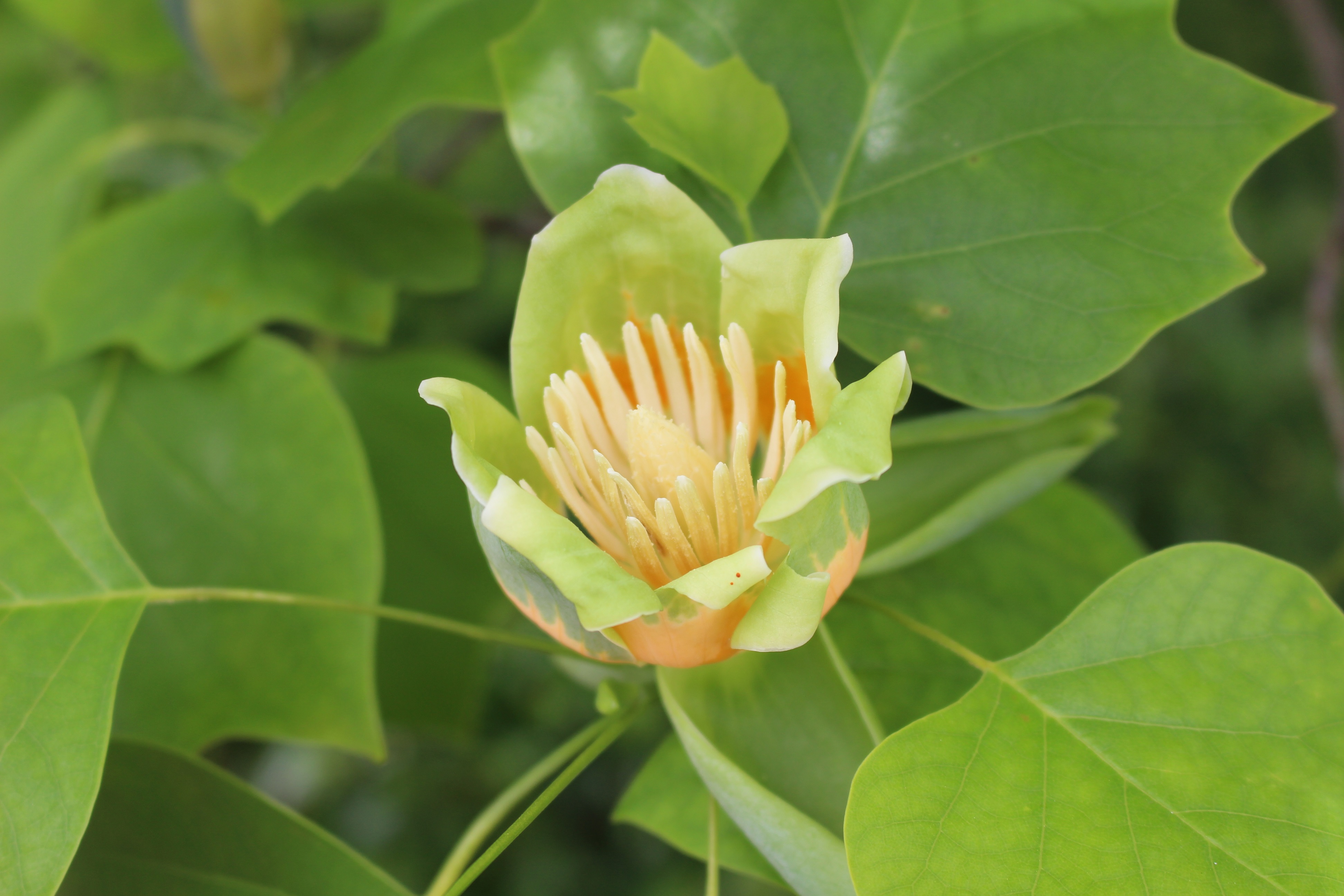 ユリノキ 生き物図鑑 花博記念公園鶴見緑地