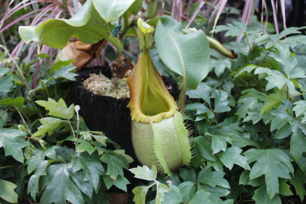 虫を食べる植物展開催中 9 9まで イベント 花博記念公園鶴見緑地 虫を食べる植物展開催中 9 9まで イベント 花博記念公園鶴見緑地