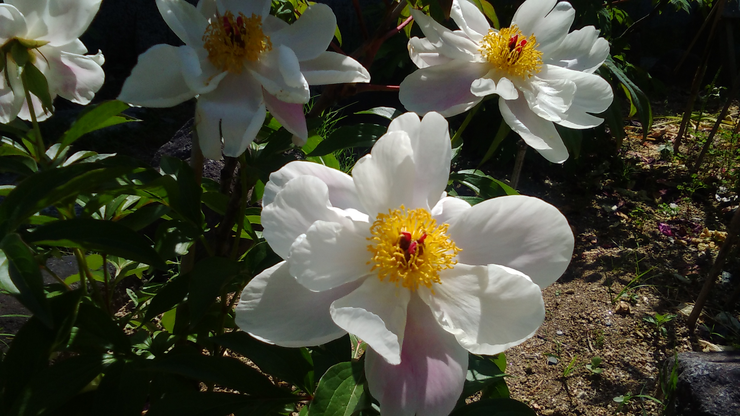 シャクヤク 花博記念公園鶴見緑地