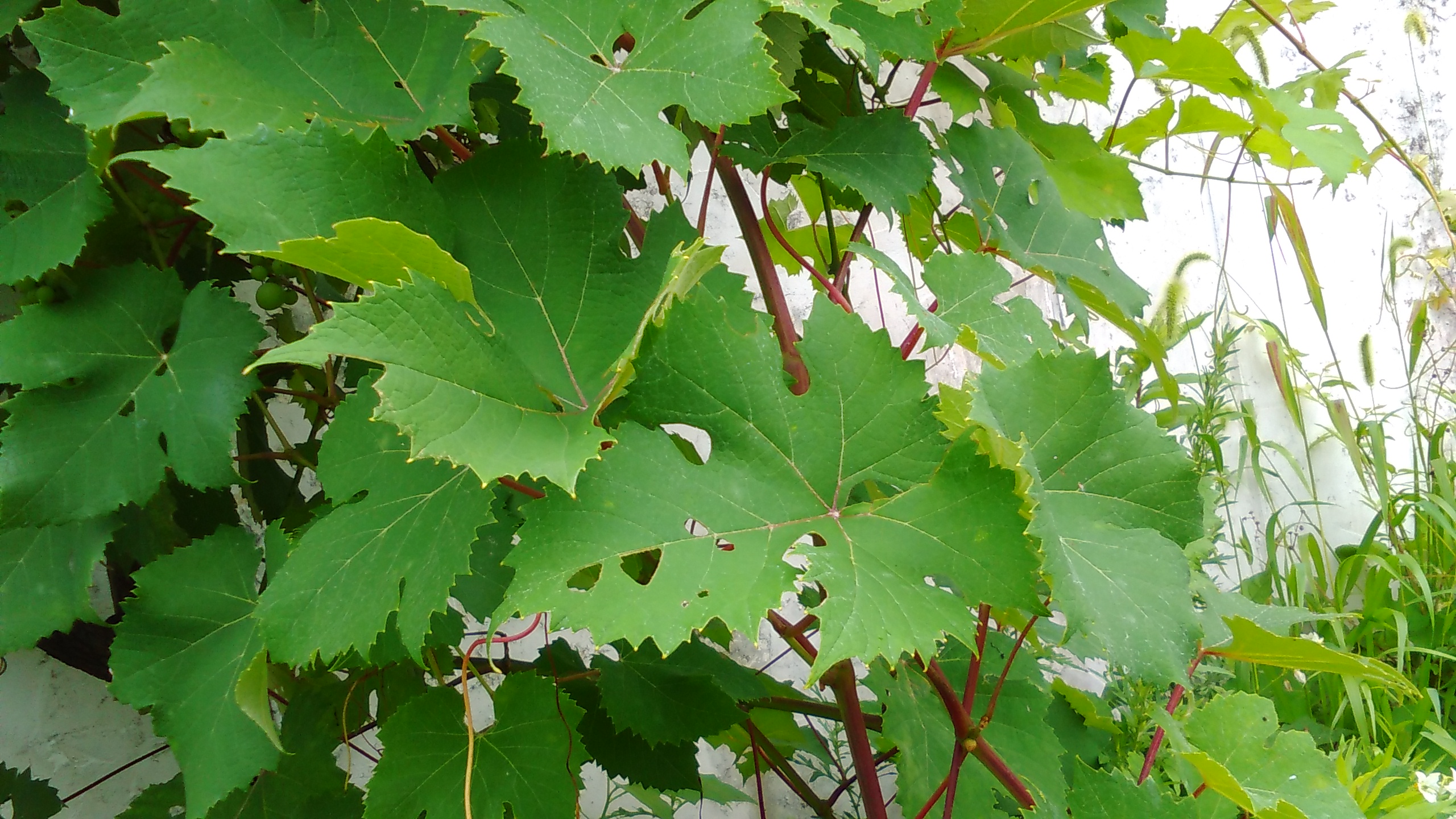 ブドウ 花博記念公園鶴見緑地