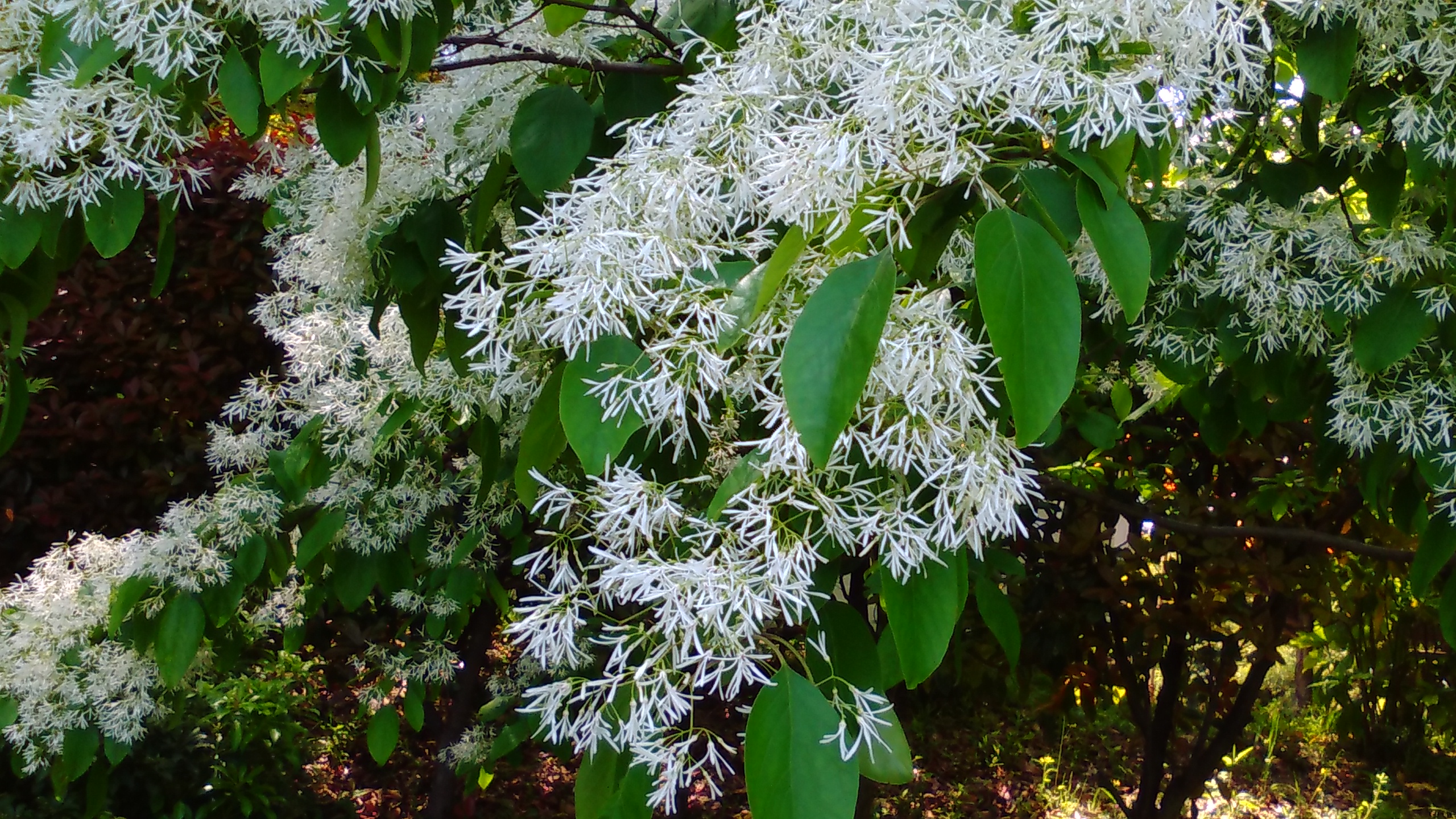 ヒトツバタゴ 花博記念公園鶴見緑地