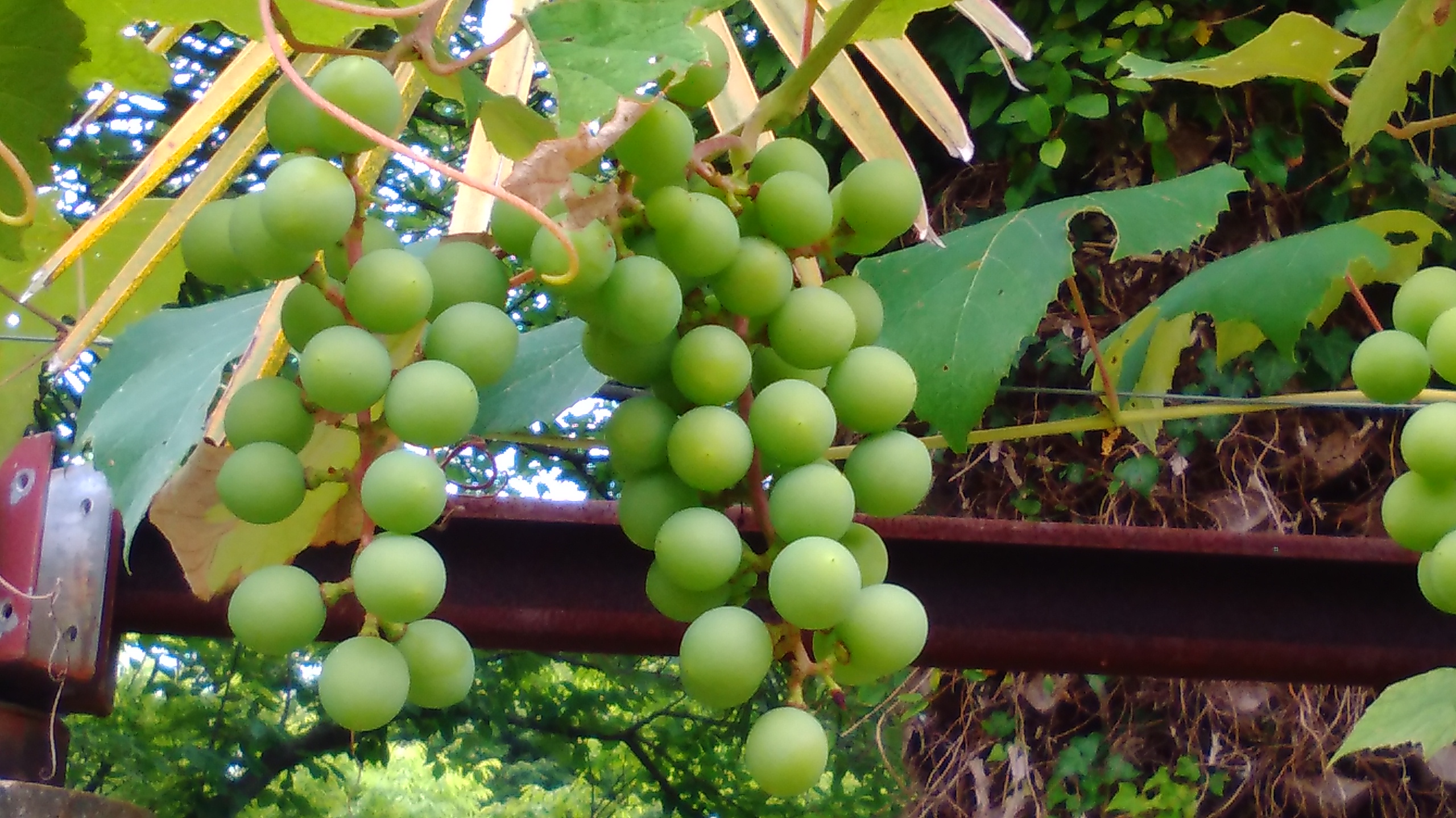ブドウ 花博記念公園鶴見緑地