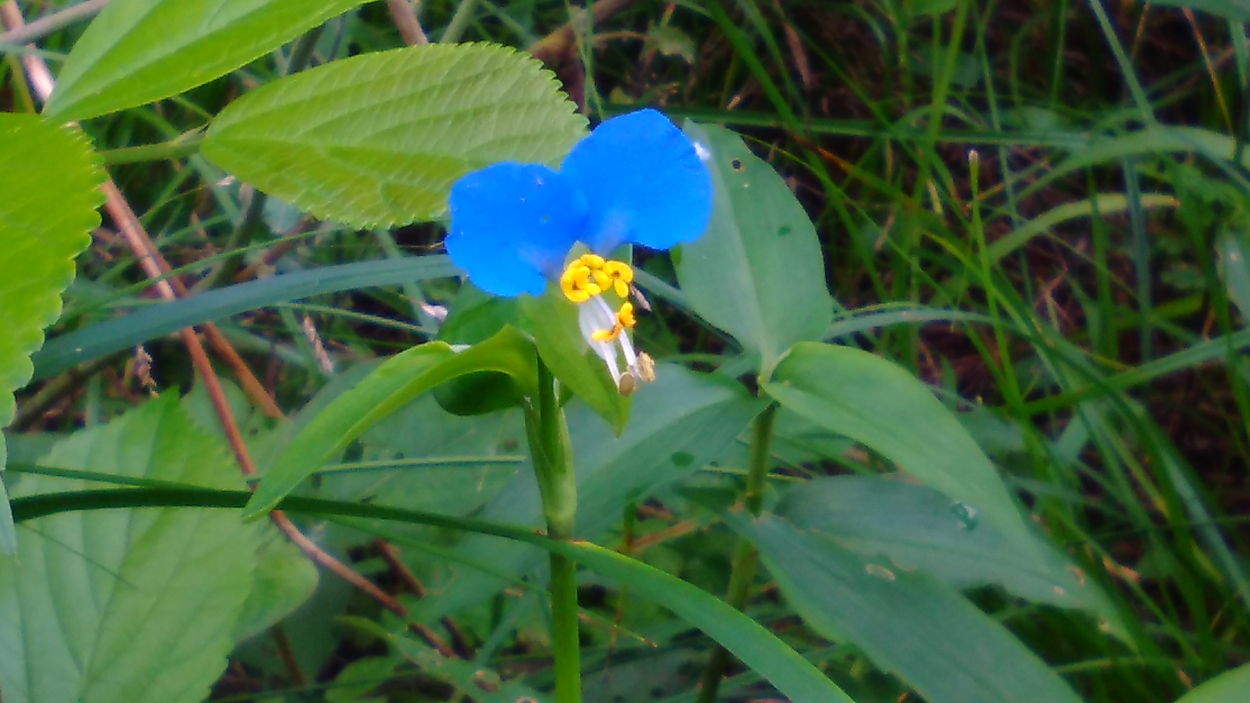 ツユクサ 生き物図鑑 花博記念公園鶴見緑地