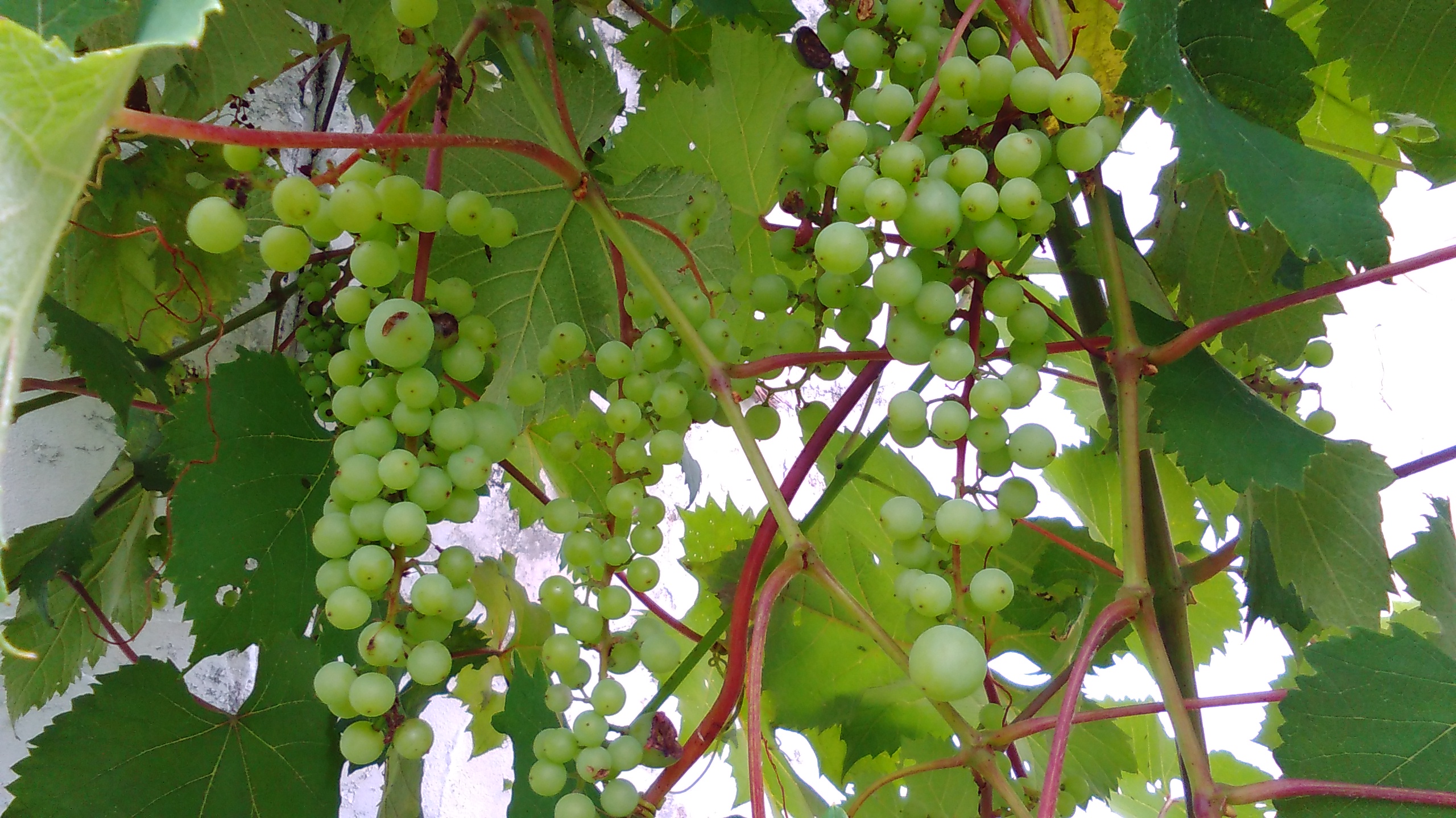 ブドウ 花博記念公園鶴見緑地