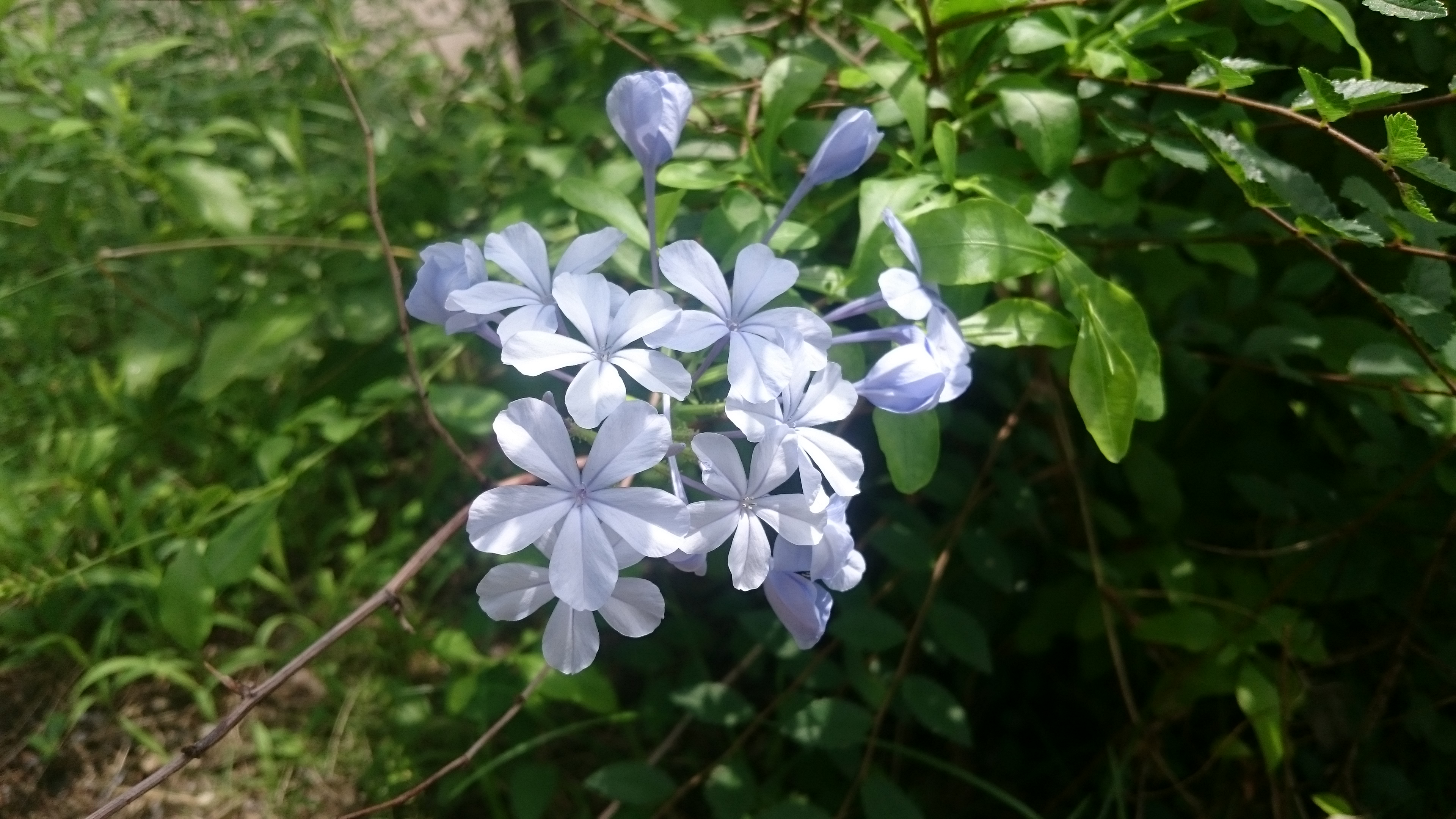 ルリマツリ 生き物図鑑 花博記念公園鶴見緑地