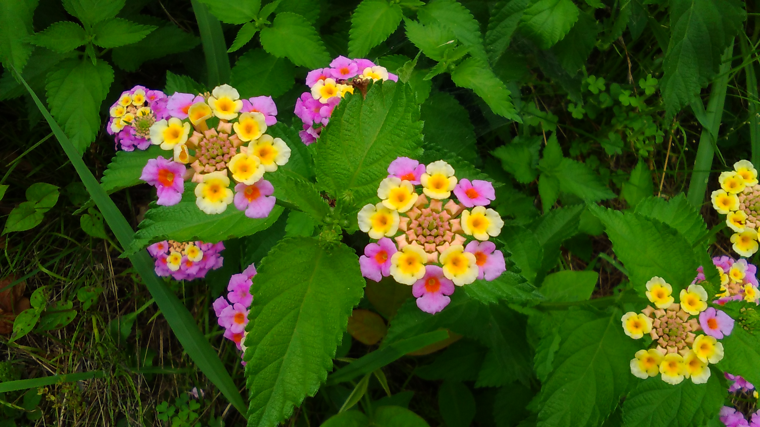 ランタナ 花博記念公園鶴見緑地