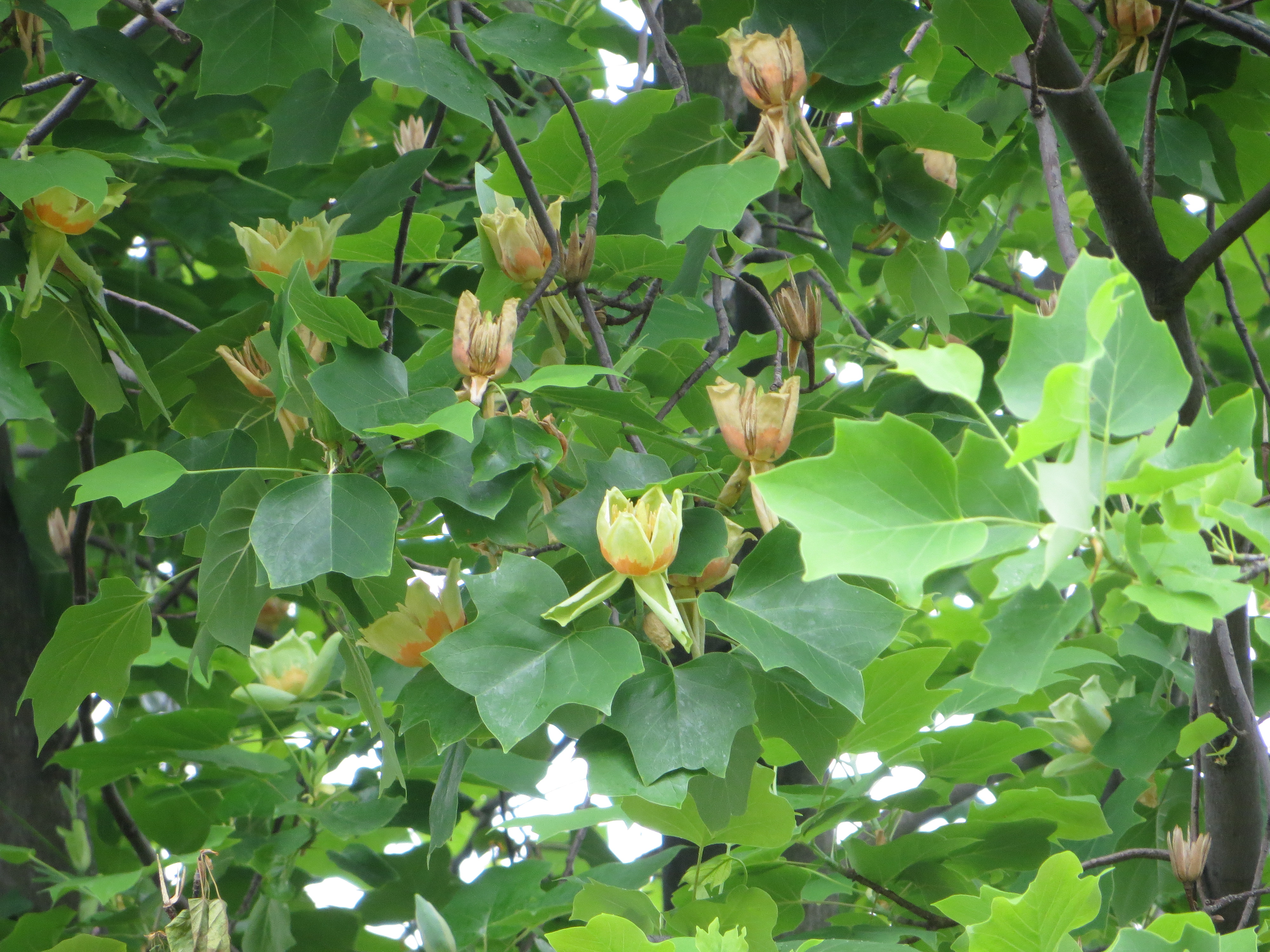 ユリノキ 生き物図鑑 花博記念公園鶴見緑地