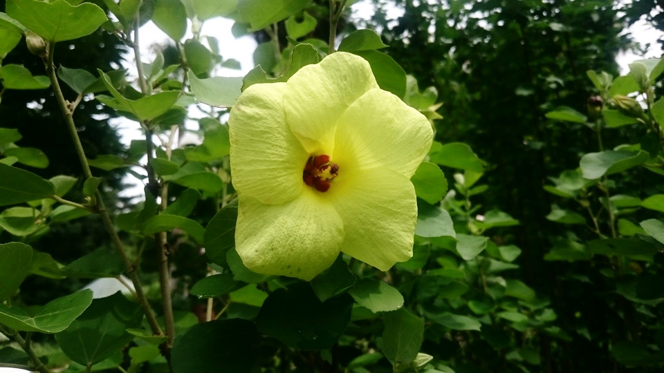 ハマボウ 生き物図鑑 花博記念公園鶴見緑地