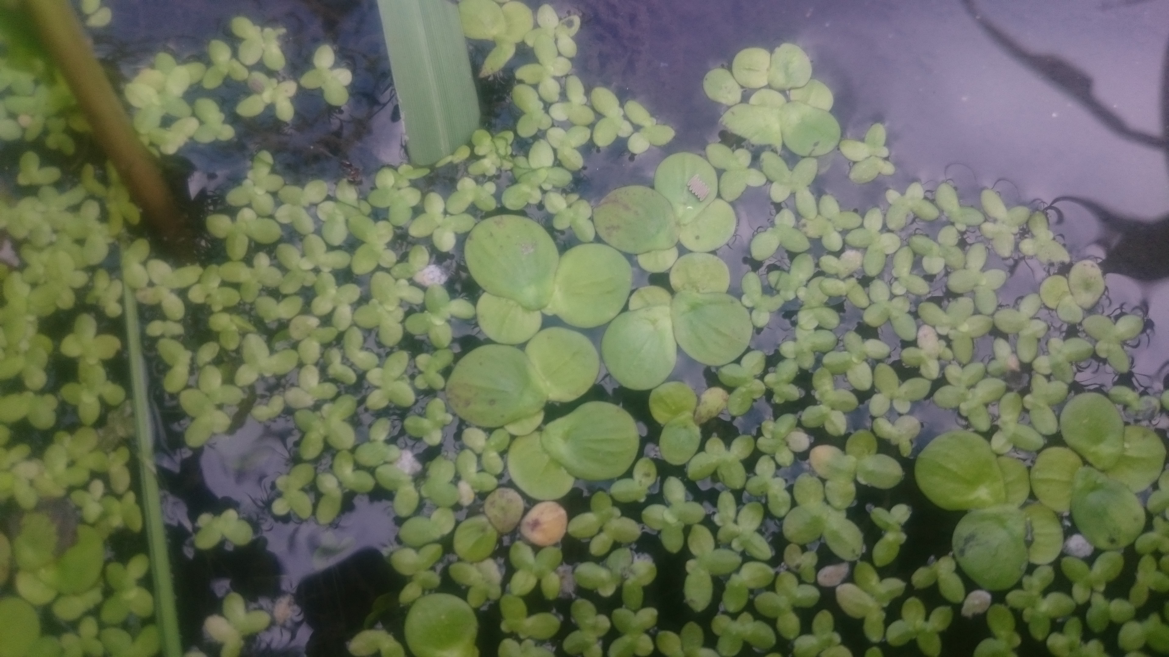 アオウキクサ 生き物図鑑 花博記念公園鶴見緑地