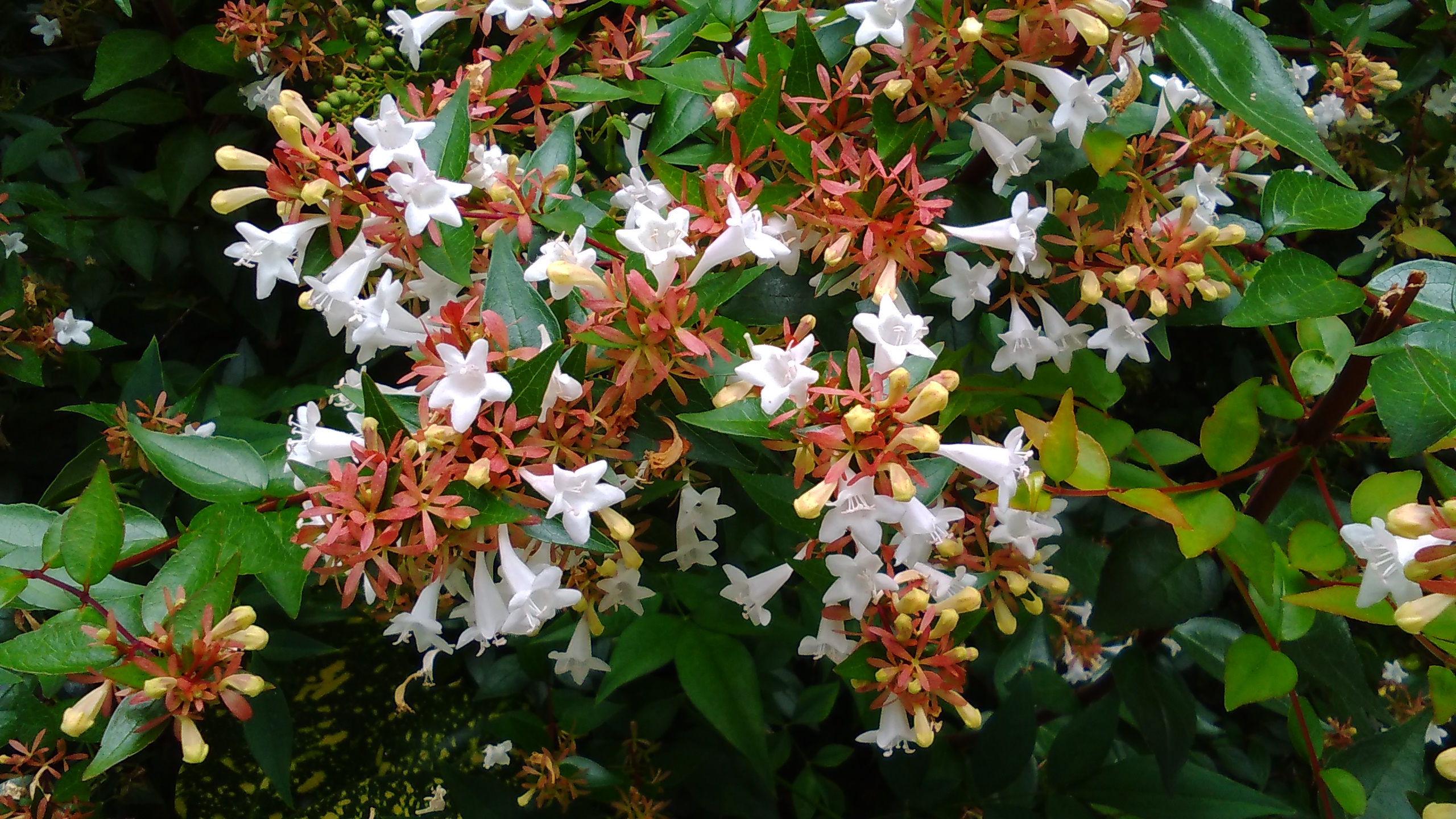 アベリア 花博記念公園鶴見緑地