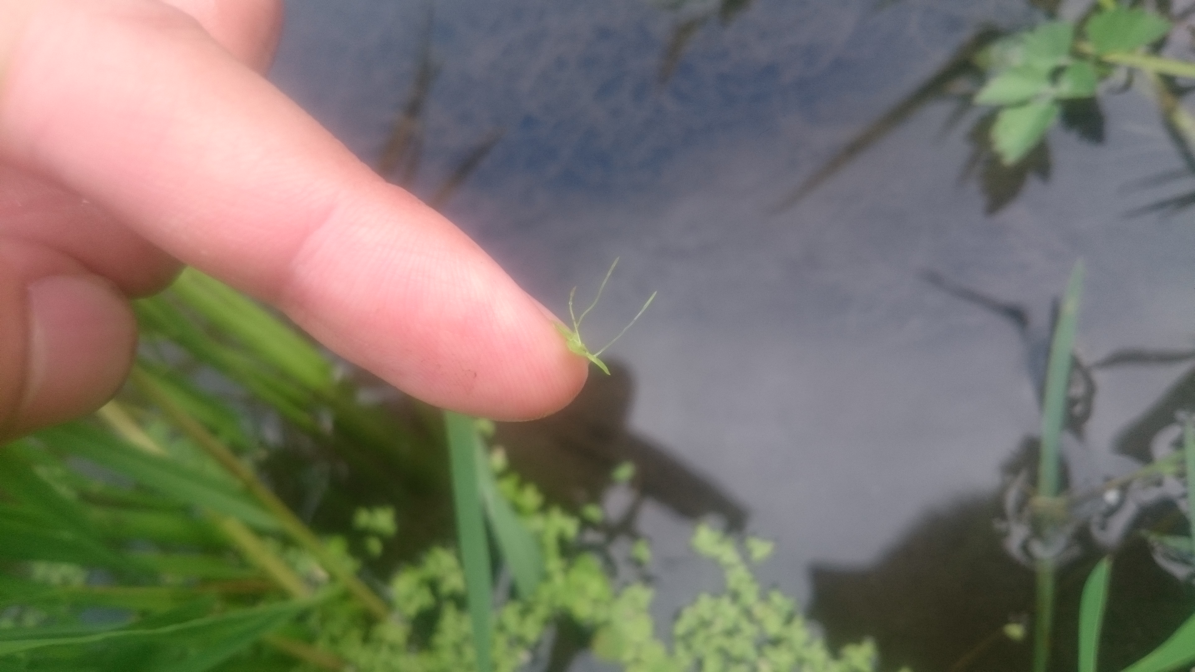 アオウキクサ 生き物図鑑 花博記念公園鶴見緑地