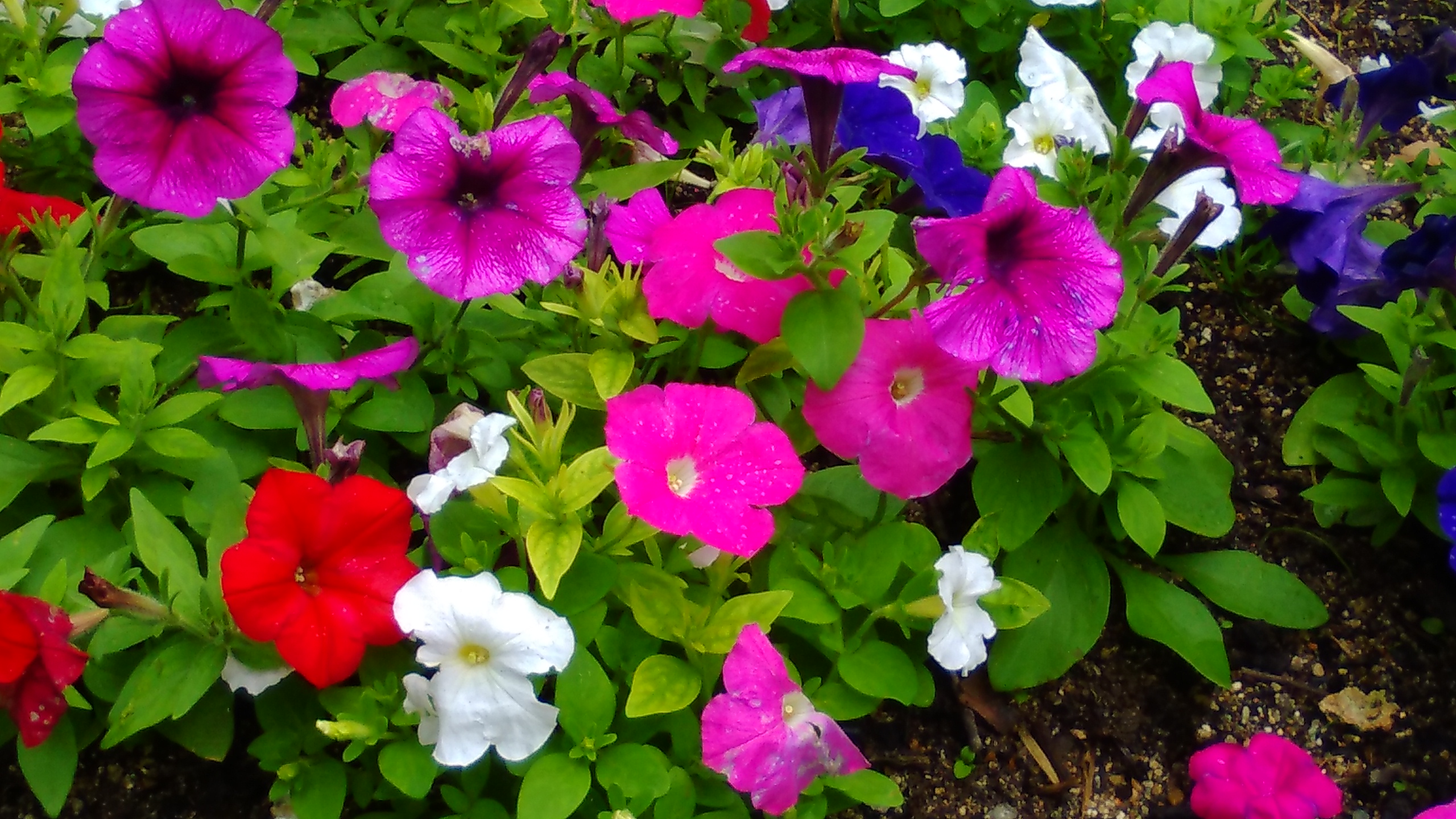 ペチュニア 花博記念公園鶴見緑地